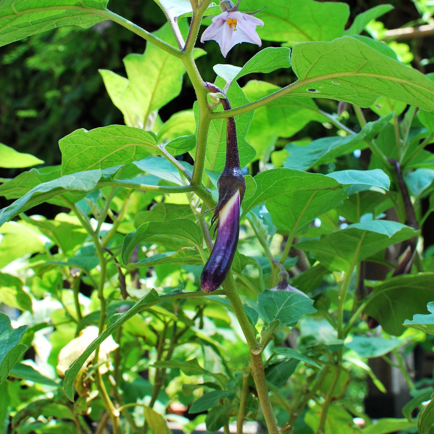 100Pcs Organic Eggplant (Solanum melongena) Seeds