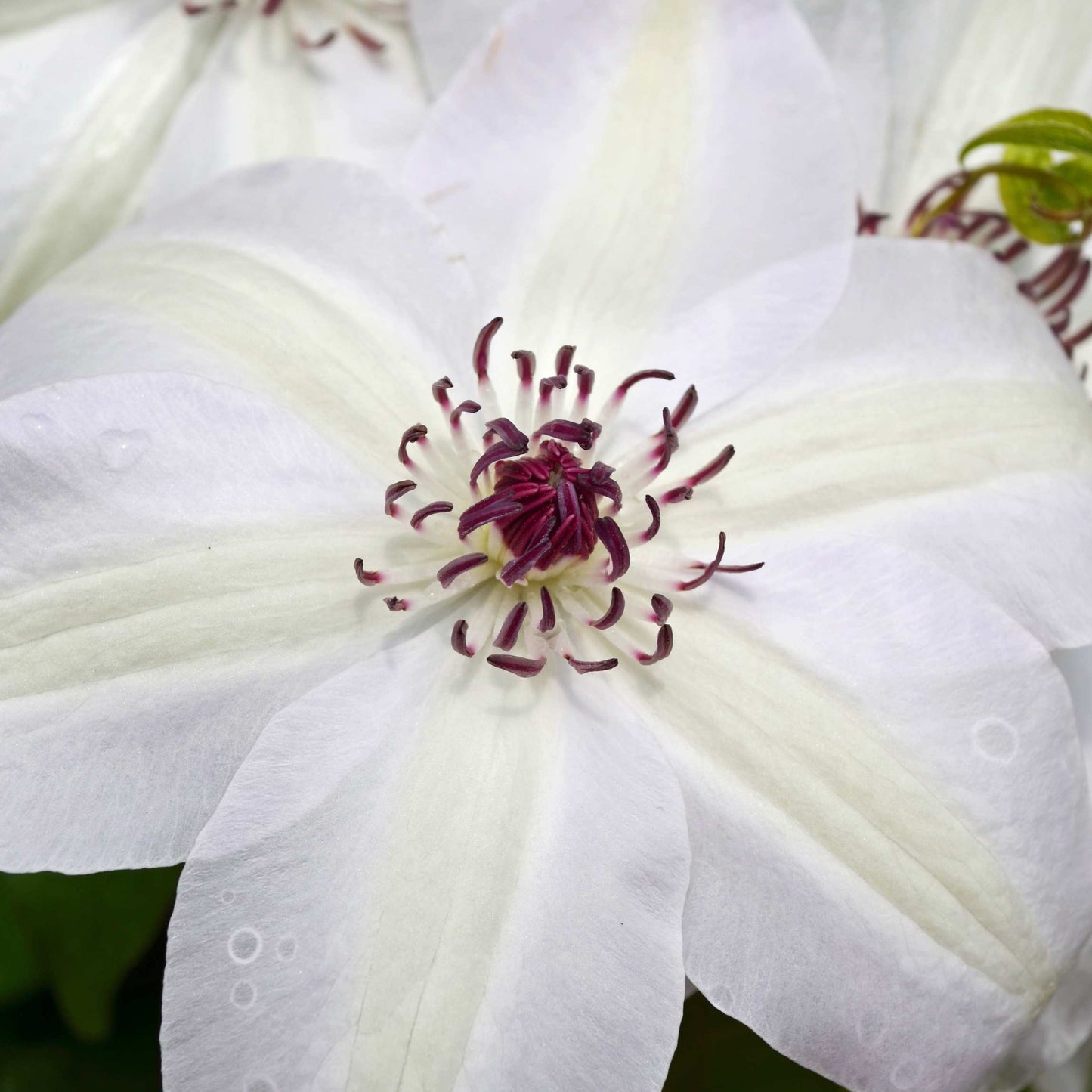 100Pcs Clematis Vine Flower Seeds