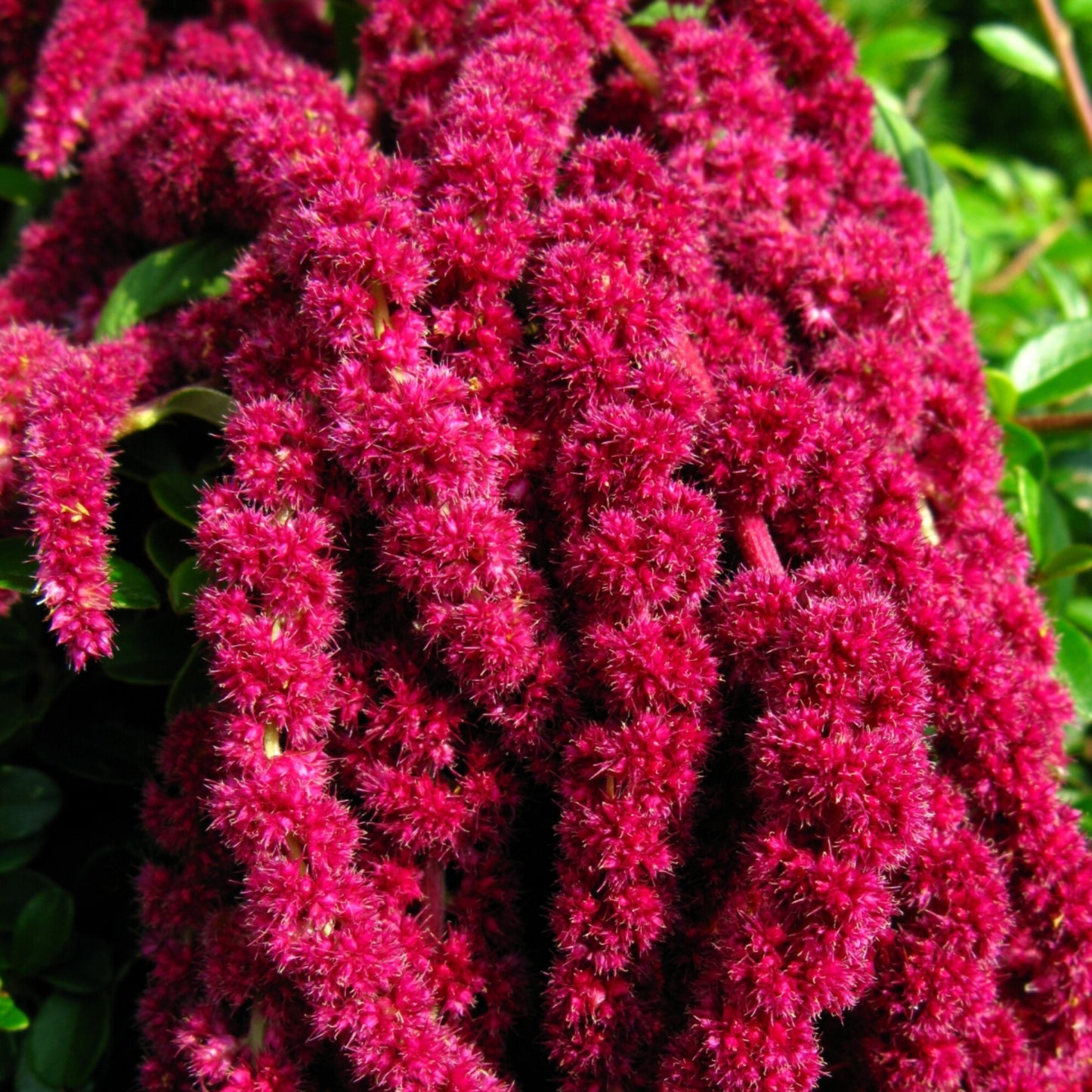 100Pcs Amaranth Plant Seeds