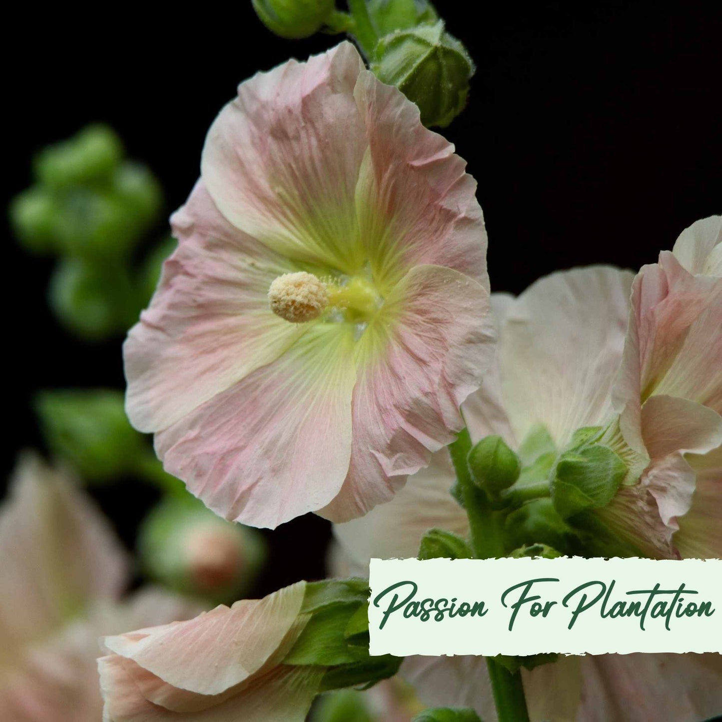 50Pcs Peach Colored Hollyhock Seeds