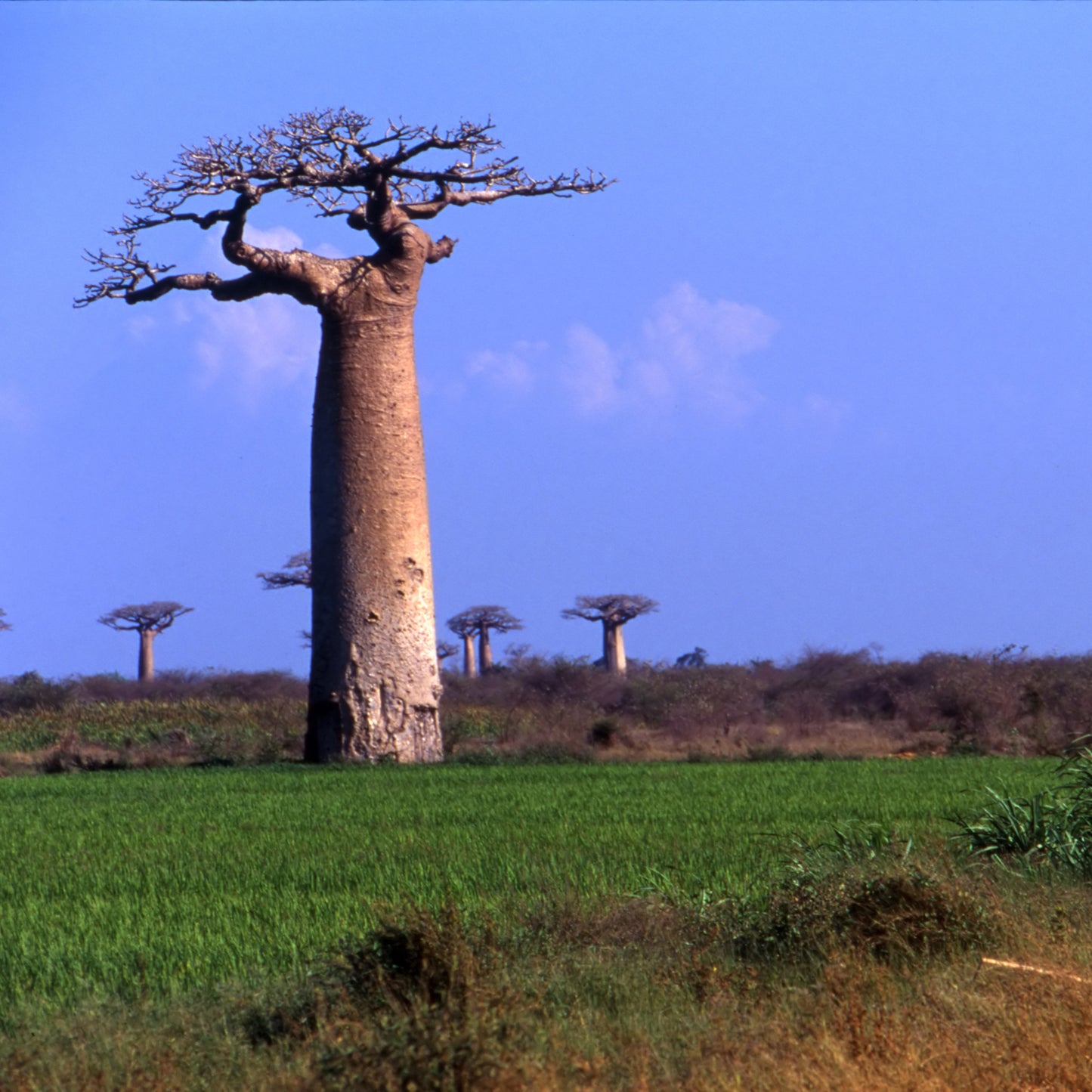 10 Seeds Baobab Tree Seeds (Adansonia Digitata)