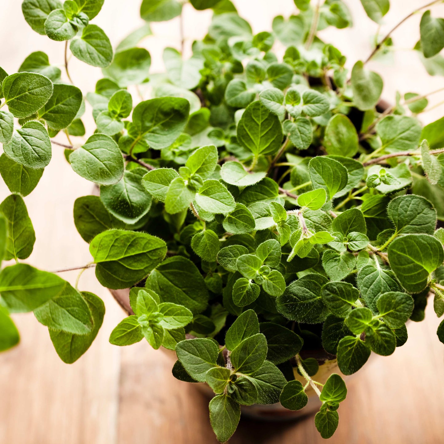 100pcs Oregano Herb Seeds