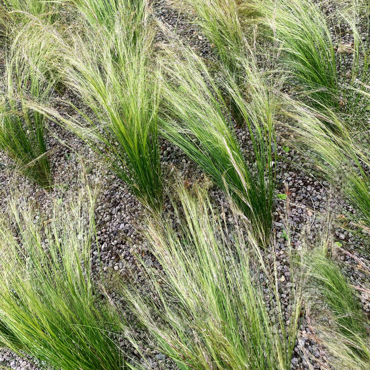100Pcs Mexican Feather Grass Seeds