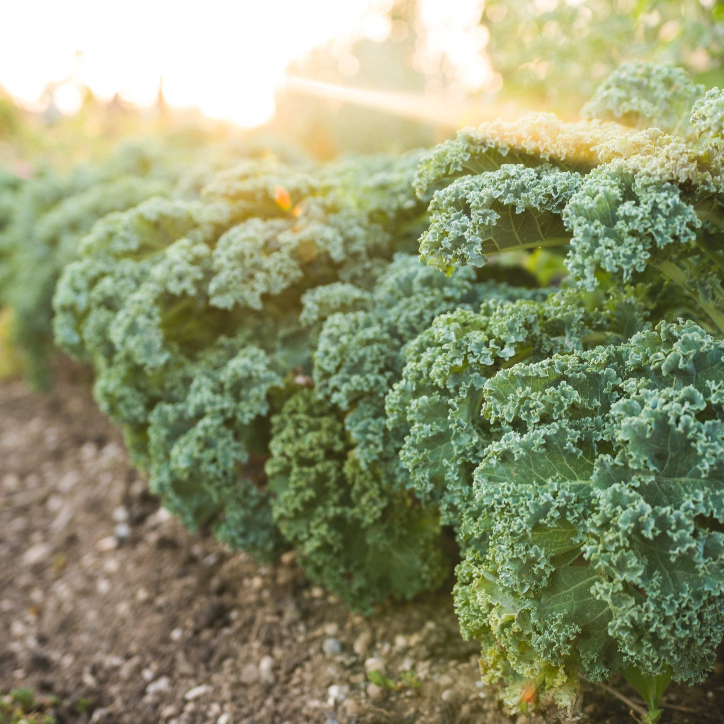 100Pcs Organic Kale Plant Seeds
