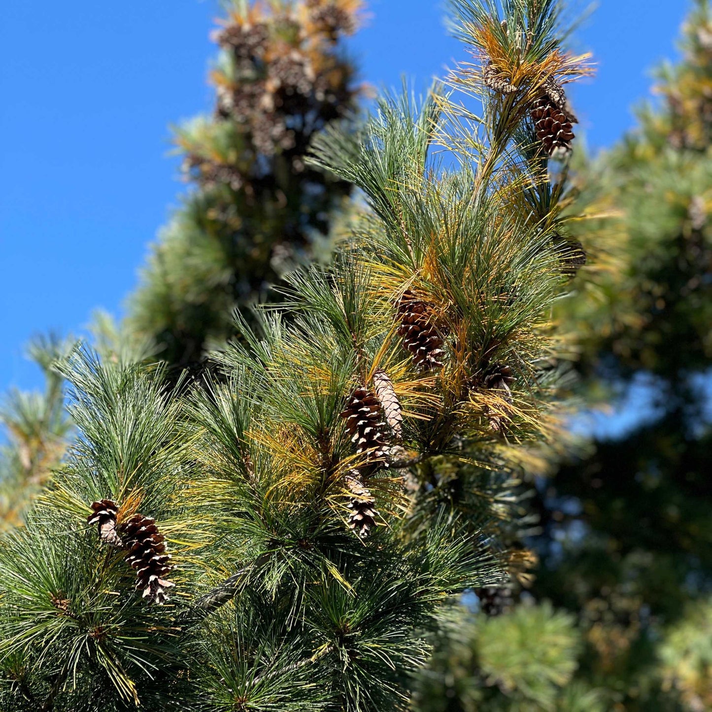 20Pcs Eastern White Pine Tree Seeds