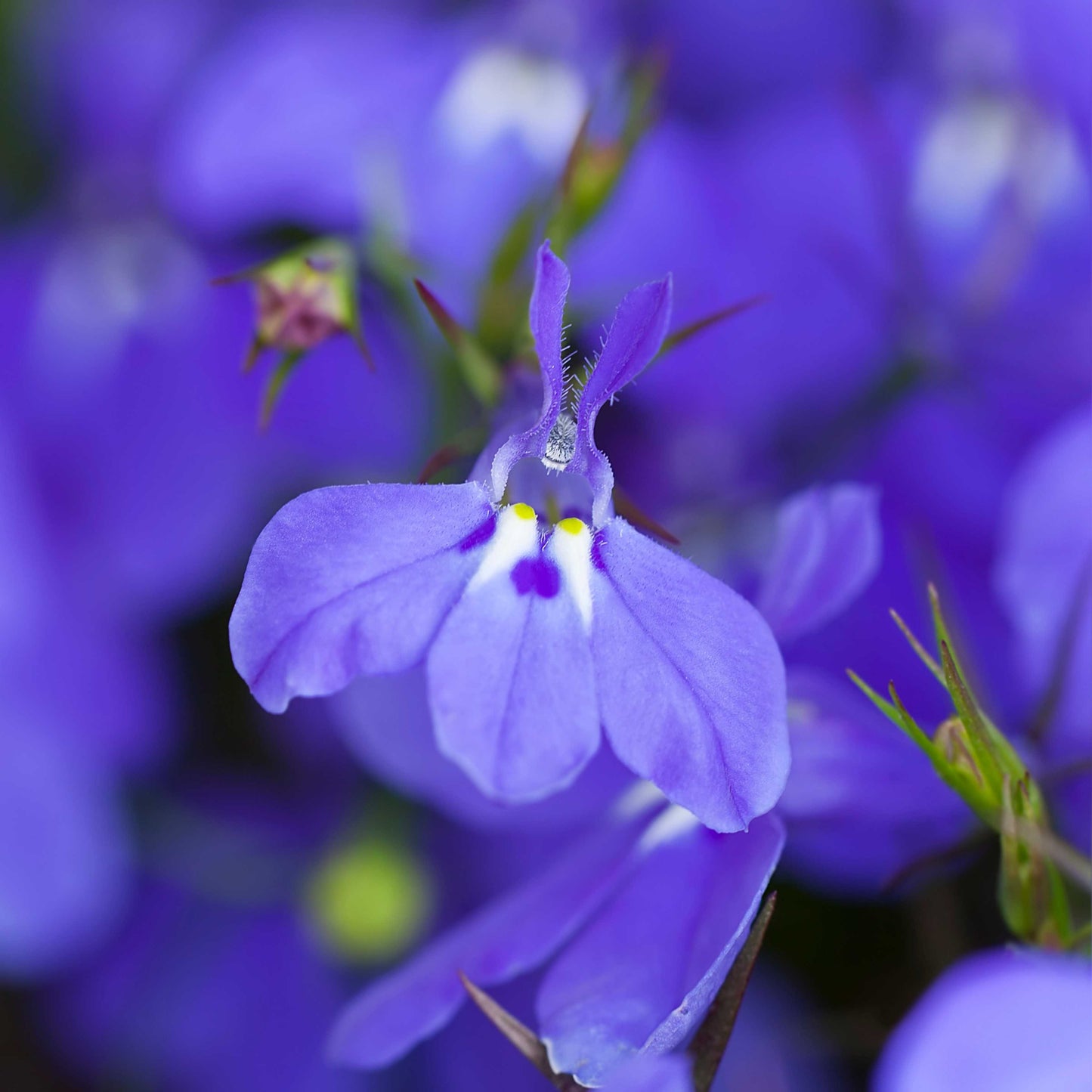 100Pcs Lobelia Seeds