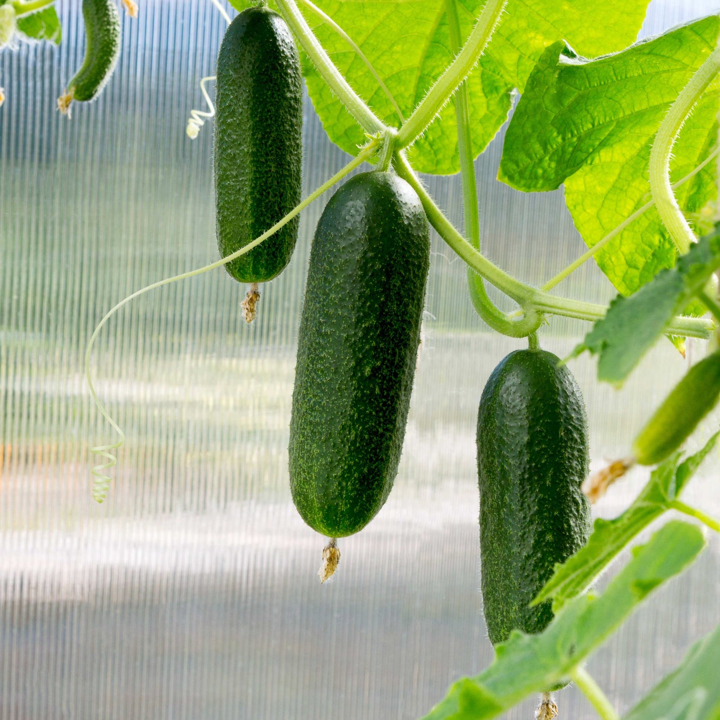 20Pcs Organic Cucumber Seeds