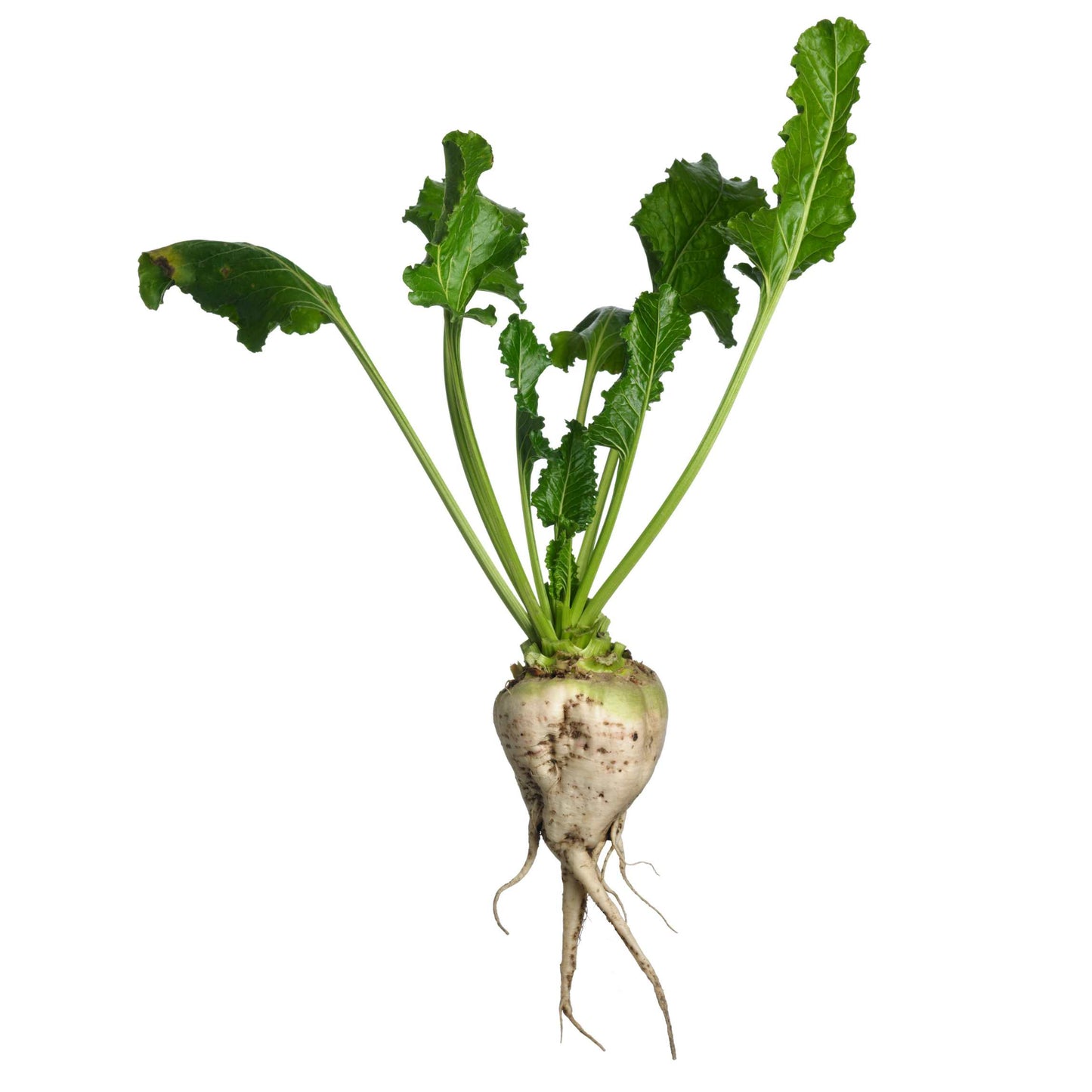 50Pcs Organic Sugar Beet Seeds Pack