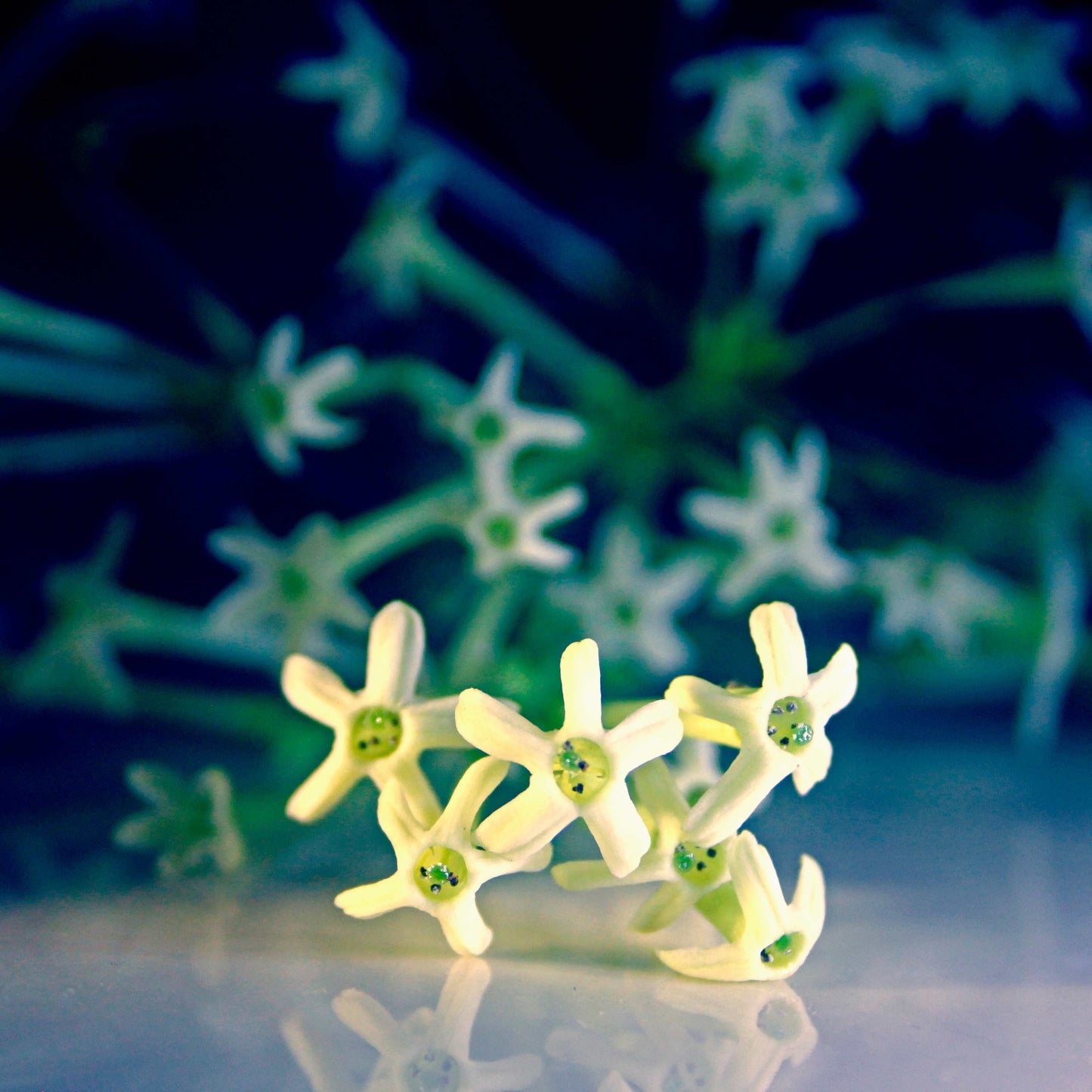 20pcs Night Blooming Jasmine Seeds