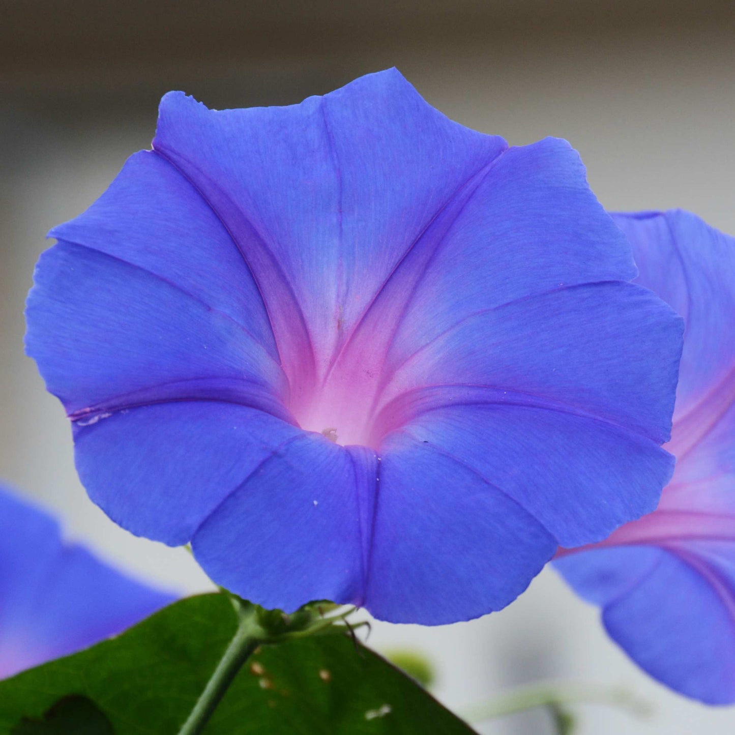 100Pcs Mix Color Morning Glory Flower Seeds