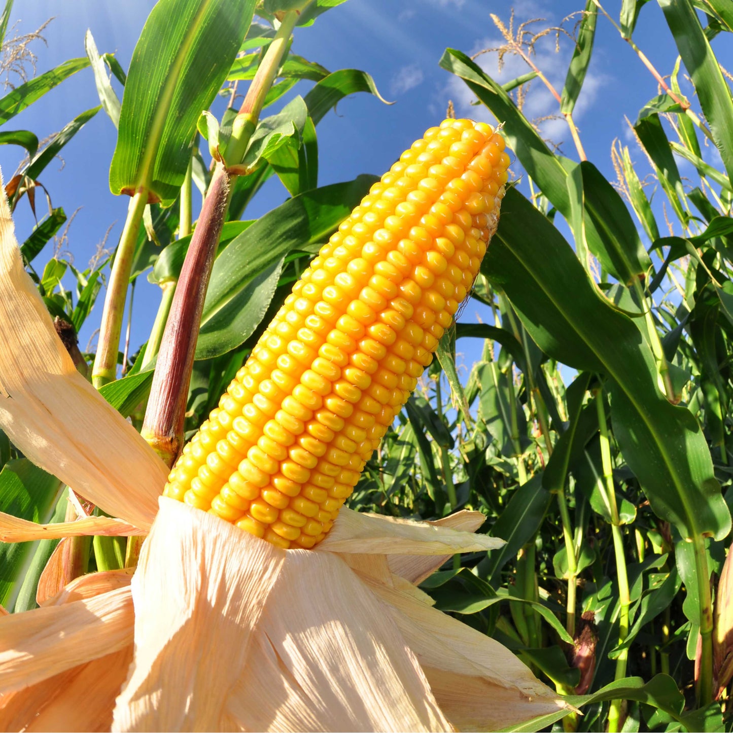 20pcs Sweet Corn Seeds