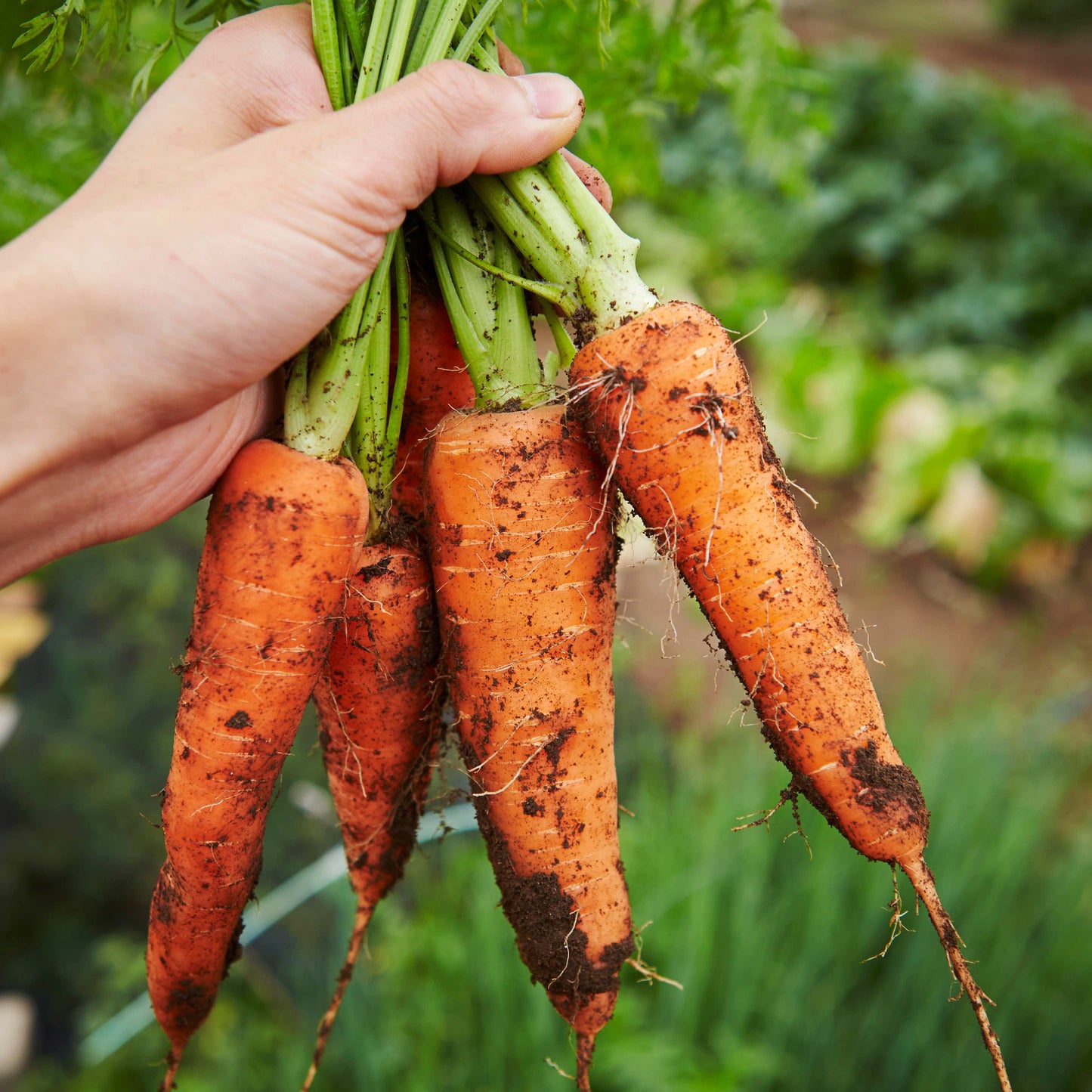 100Pcs Organic Carrot (Daucus carota) Seeds