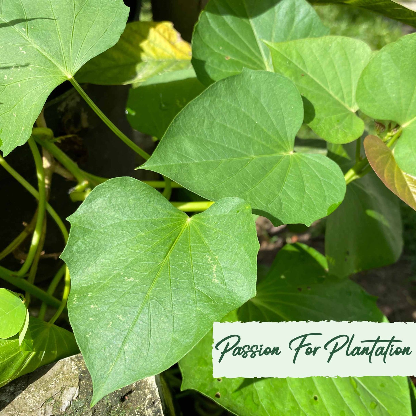 20Pcs Organic Yam (Dioscorea) Vegetable Seeds