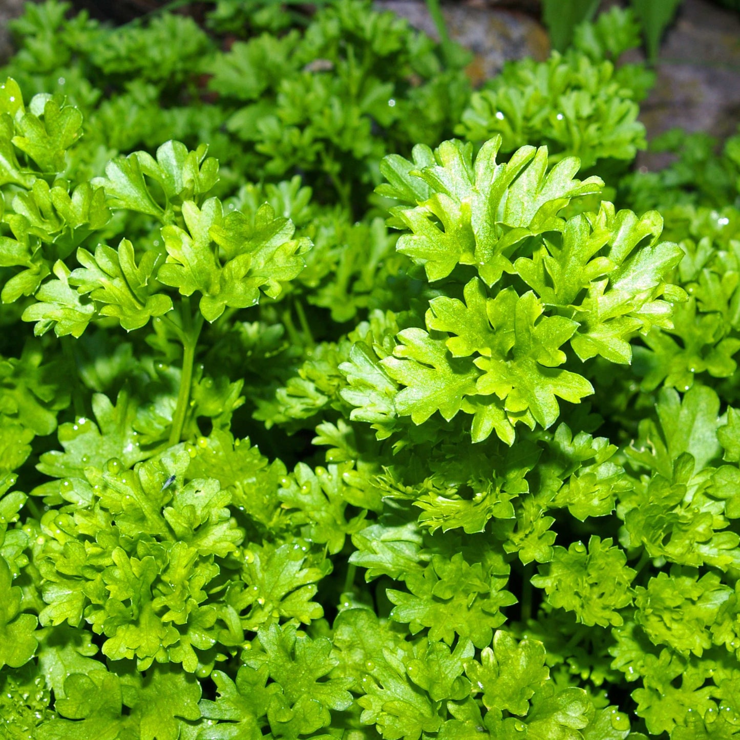 100Pcs Organic Parsley Seeds