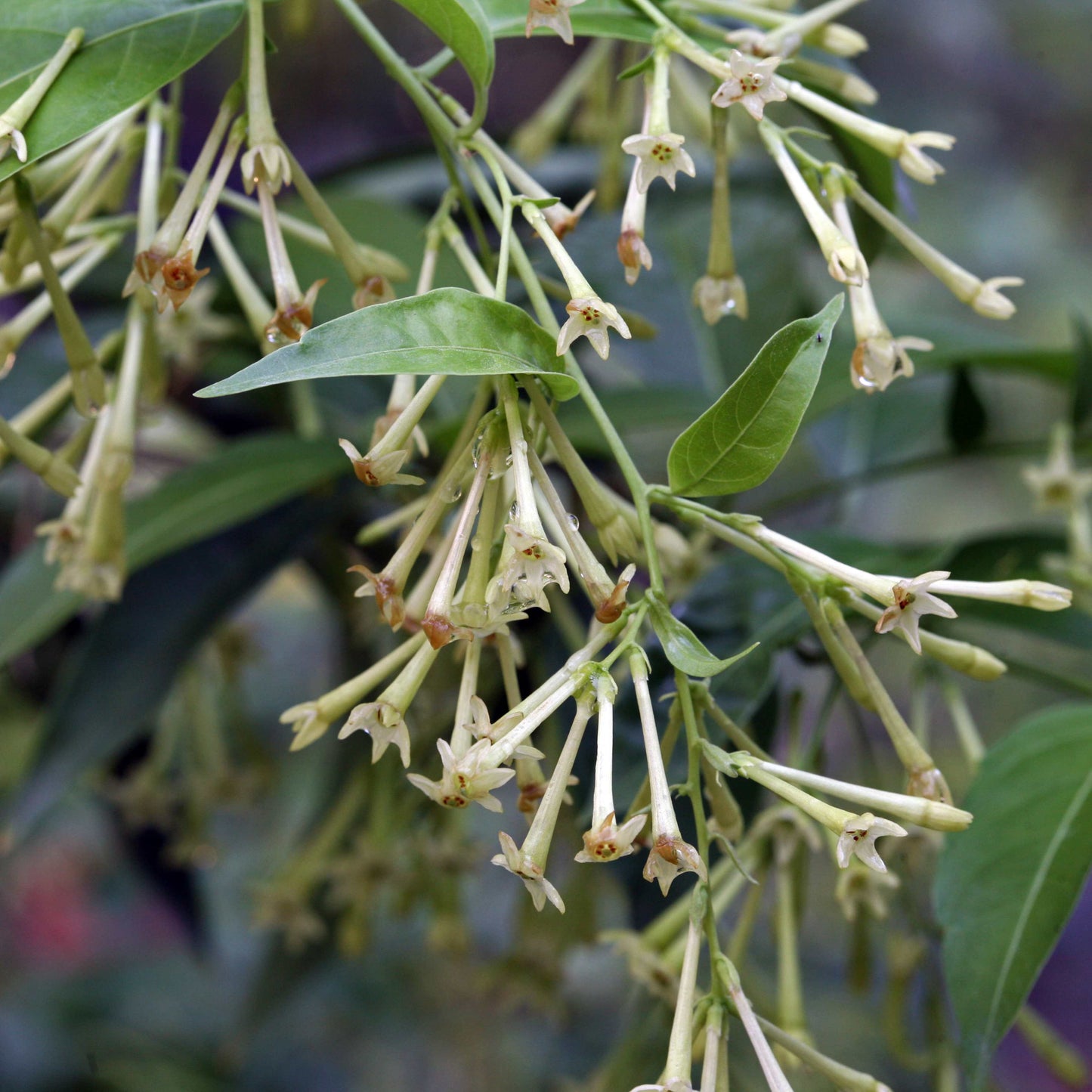 20pcs Night Blooming Jasmine Seeds