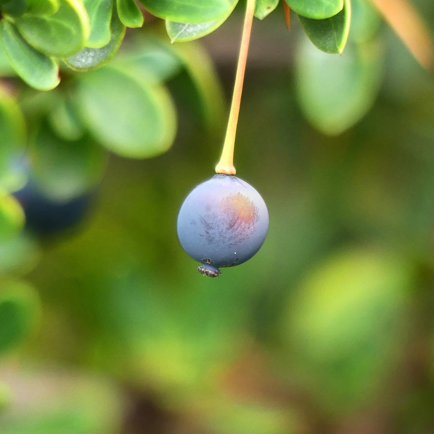 50Pcs Calafate Berry (Berberis microphylla) Berry Seeds