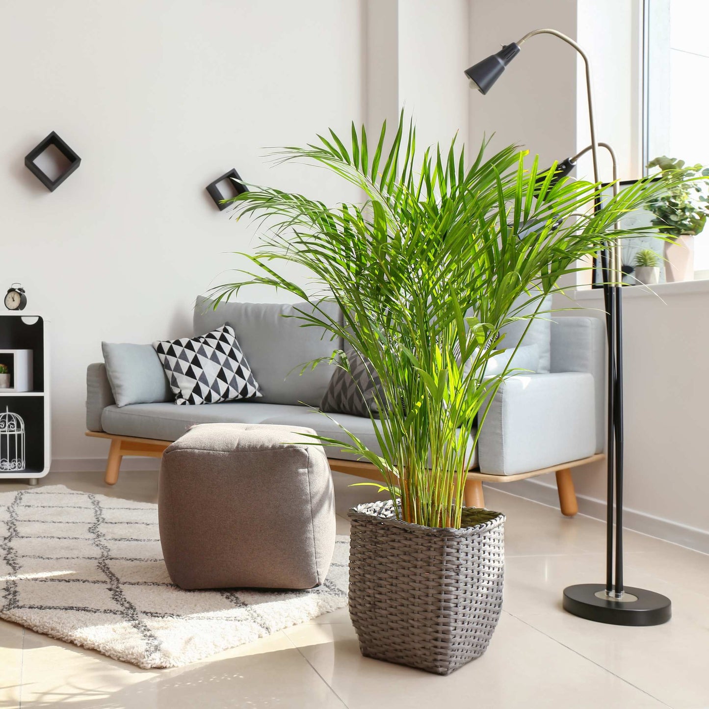 20Pcs Areca Palm Tree Seeds