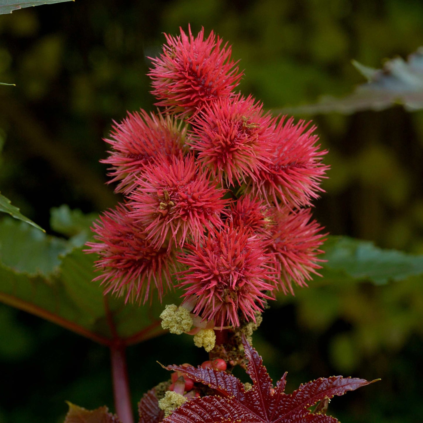 10Pcs Organic Castor Bean Seeds Pack