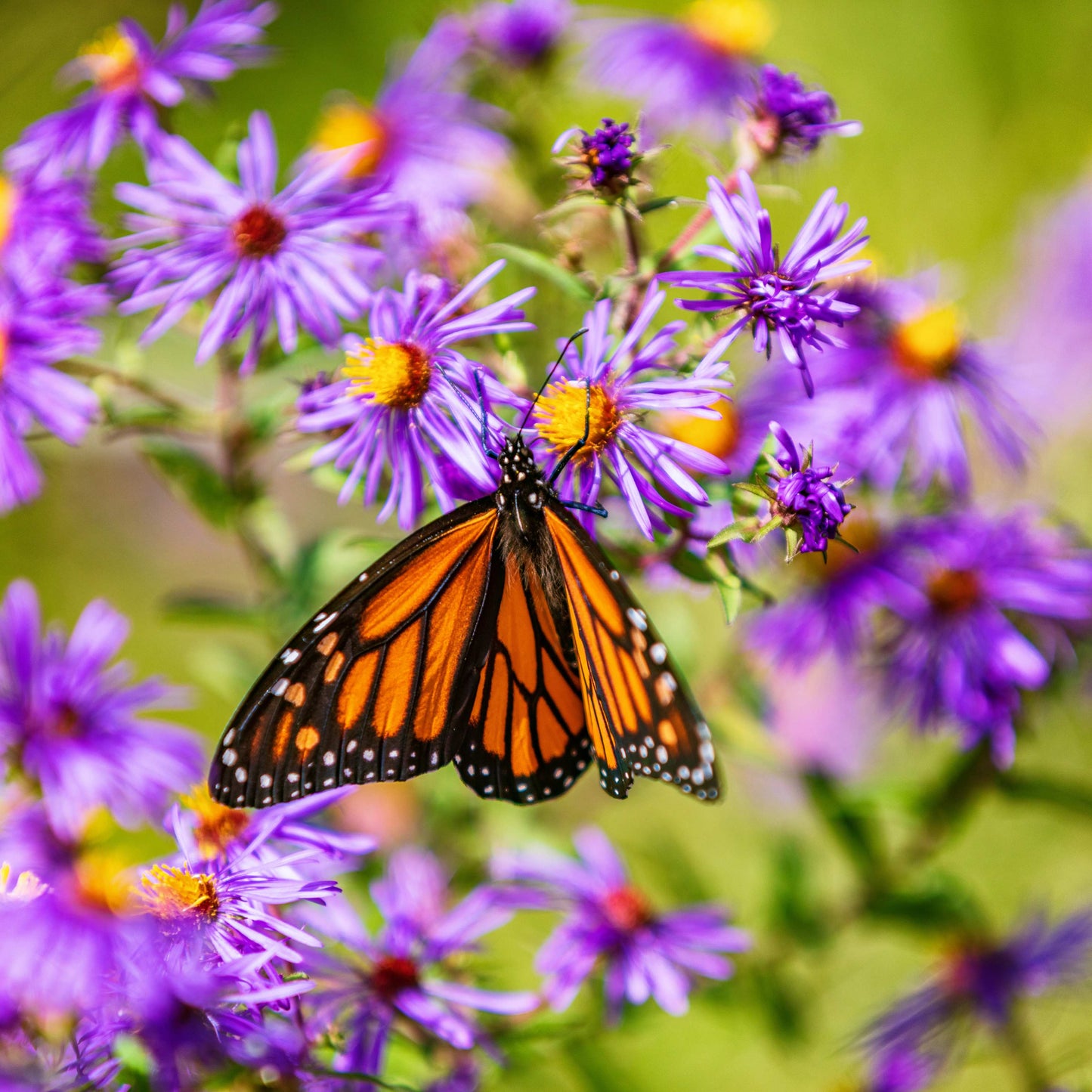 20Pcs Aster Flower Seeds
