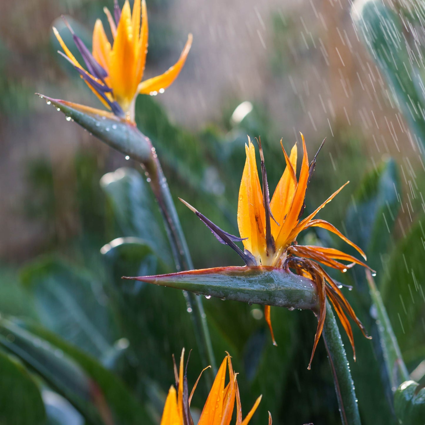 Strelitzia Reginae (Birds of Paradise) Flower Seeds
