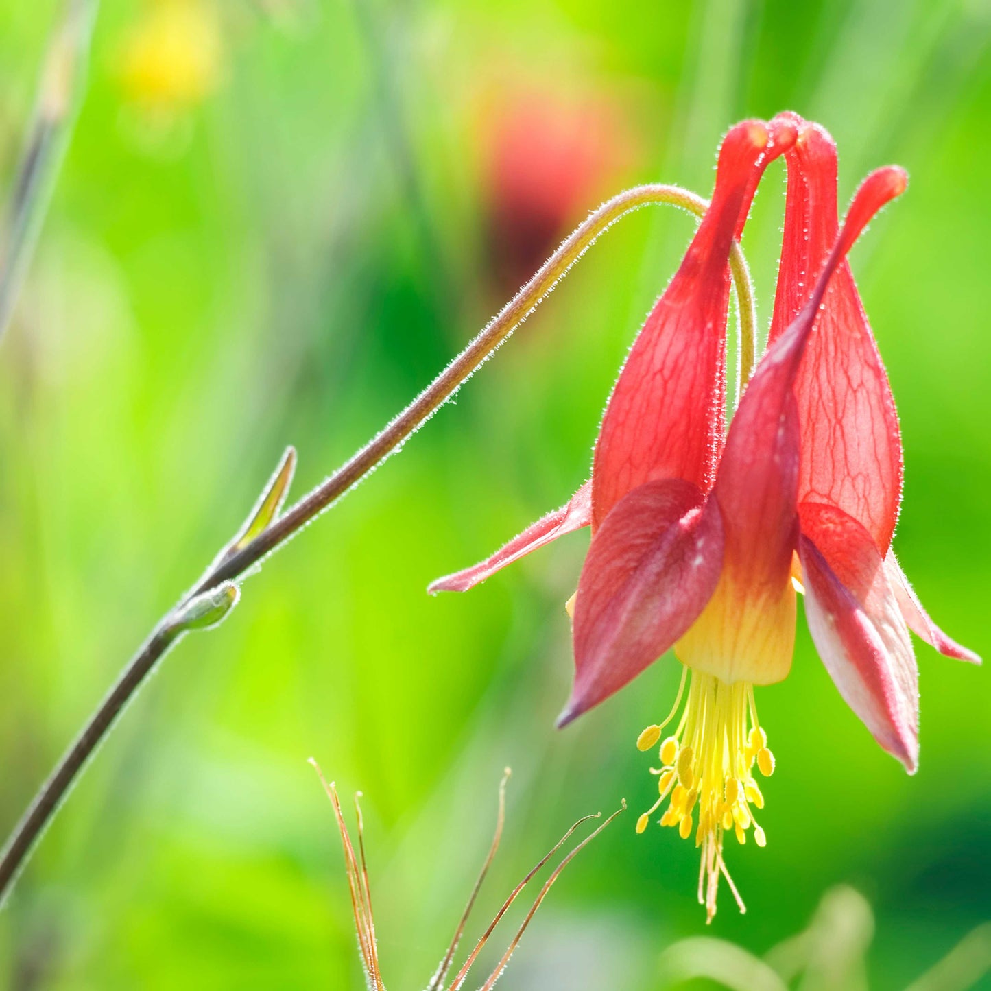 100Pcs Wild Columbine Flower Seeds