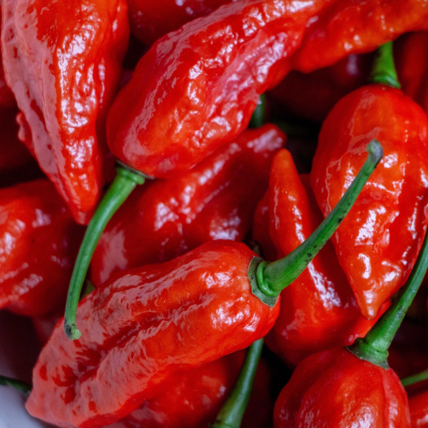 100Pcs Carolina Reaper Pepper Seeds