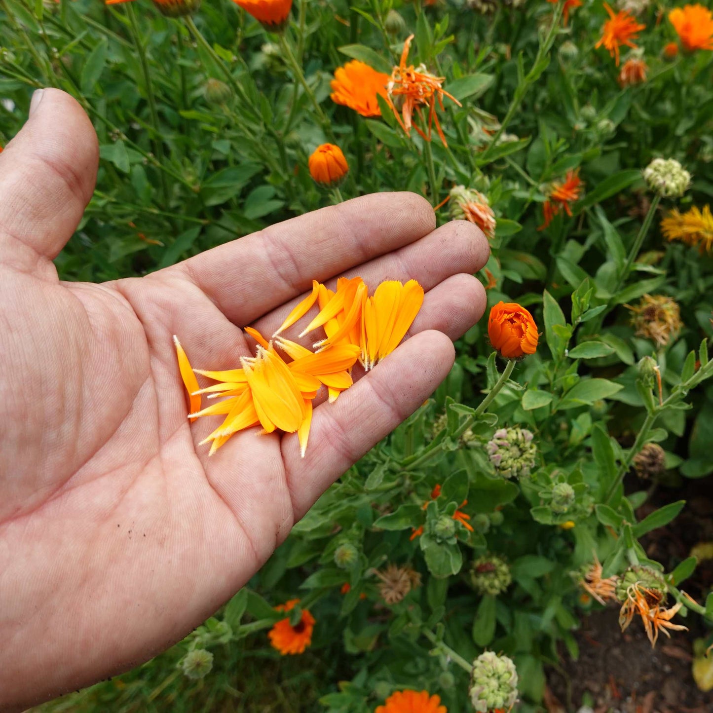 100Pcs Organic Calendula Flower Seeds Pack