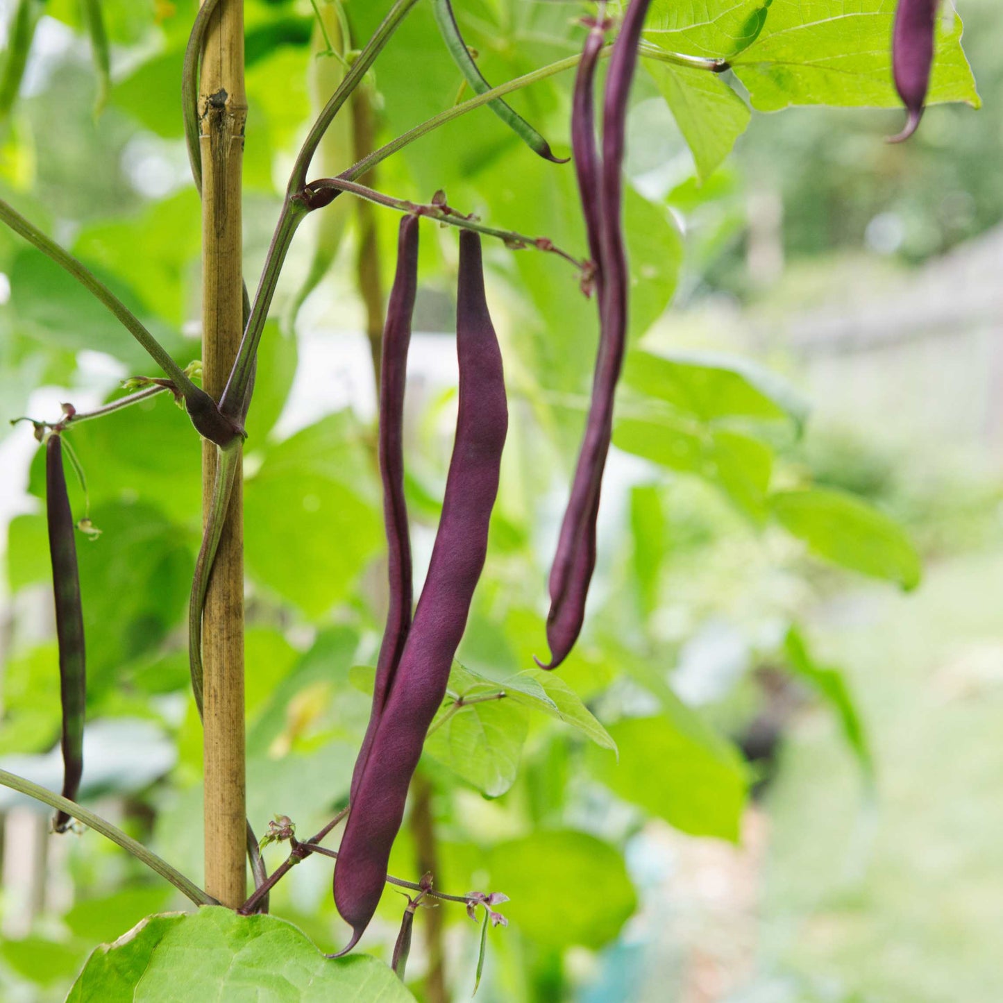 20Pcs Organic Pole Bean Vegetable Seeds