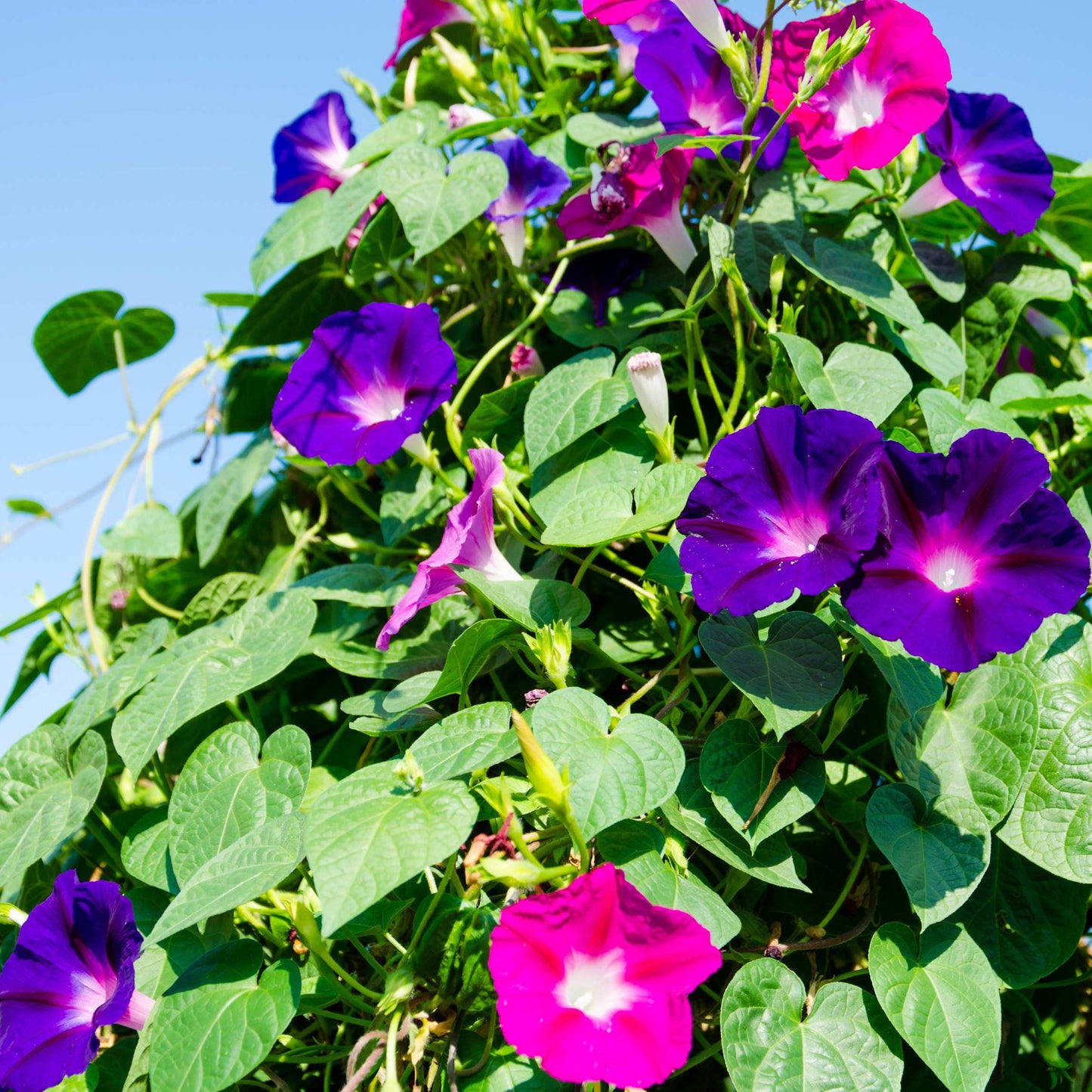 100Pcs Mix Color Morning Glory Flower Seeds