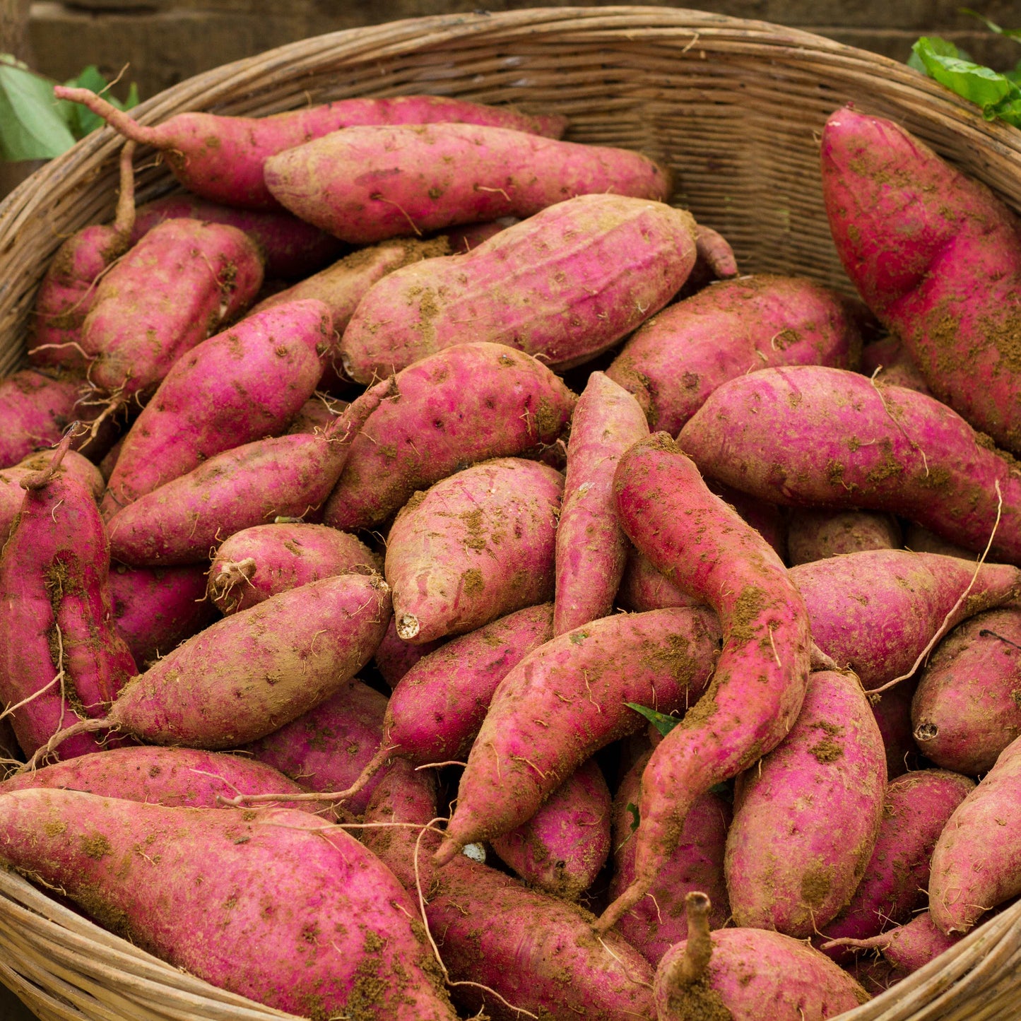 100Pcs Sweet Potato Seeds