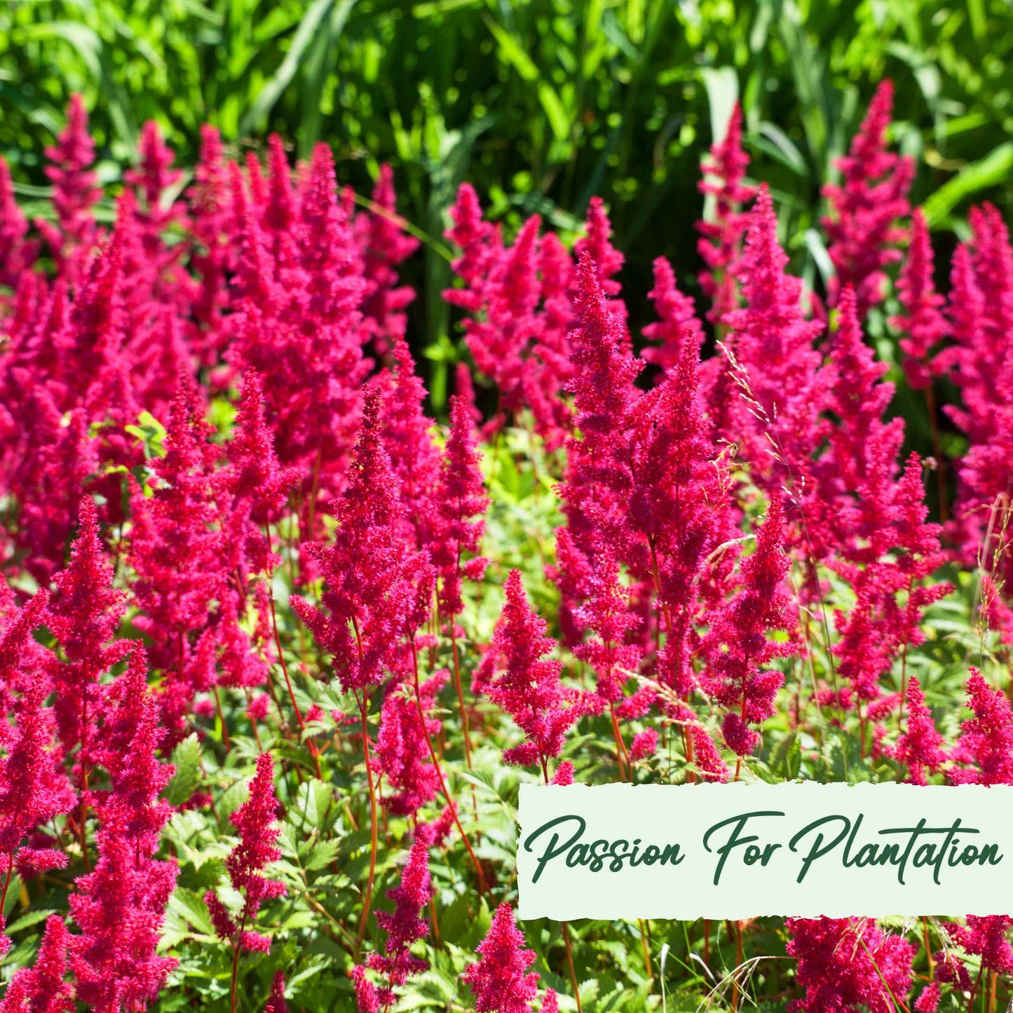 Astilbe Bunter Mix Flower Seeds (Astilbe Arendsii Bunter)