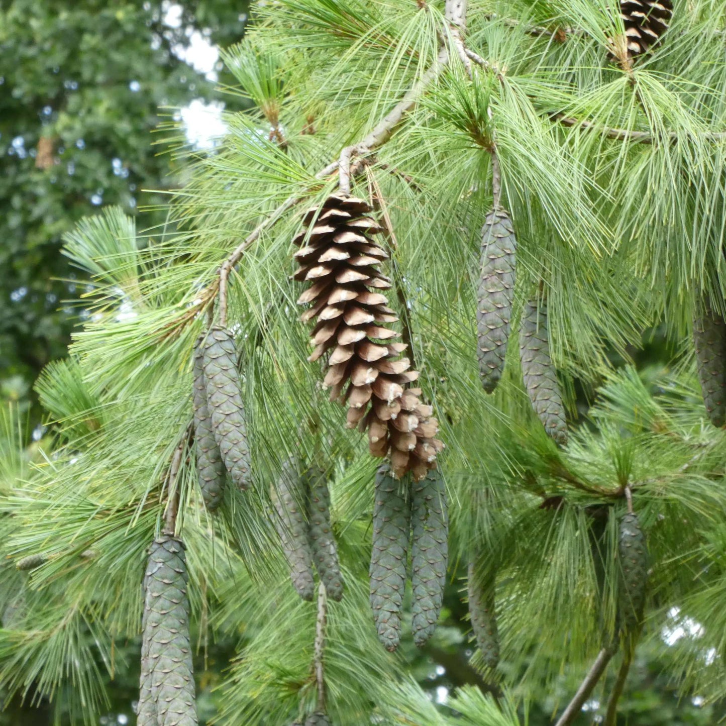 20Pcs Eastern White Pine Tree Seeds