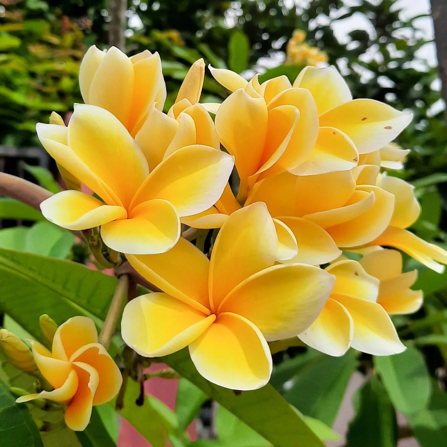 50 Plumeria Rubra Frangipani Seeds (Multi-Color)