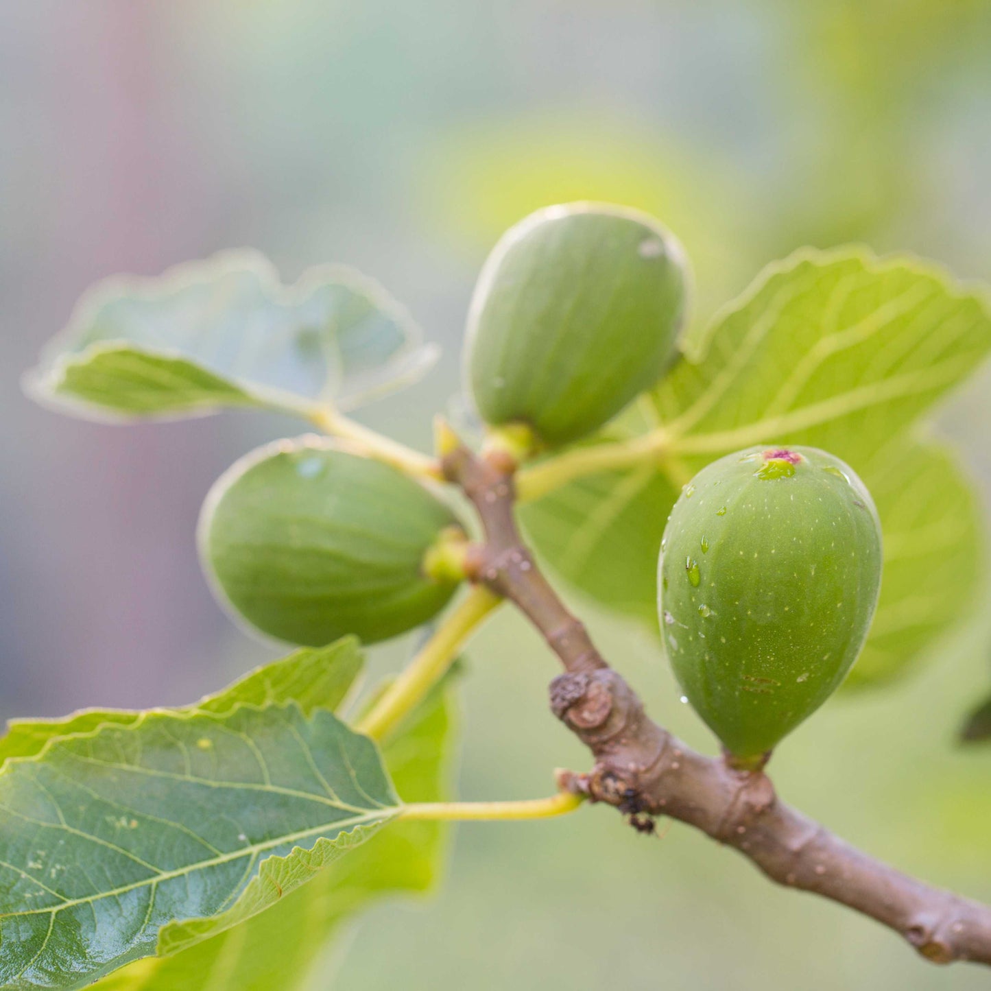 10Pcs Figs Fruit Tree Seeds