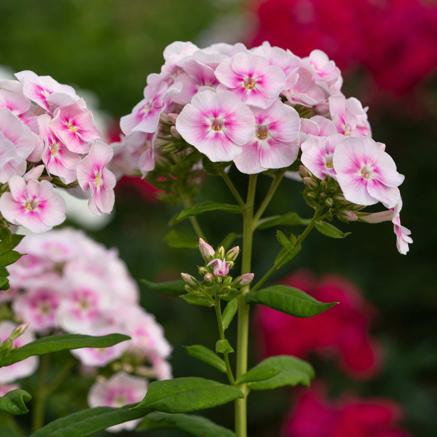 50Pcs Phlox Flower Seeds Pack