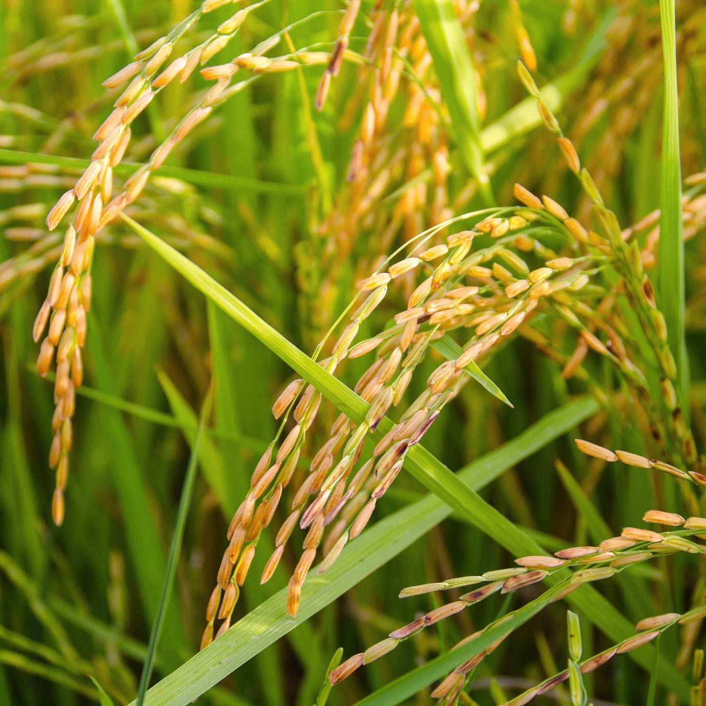 100Pcs Organic Rice Seeds