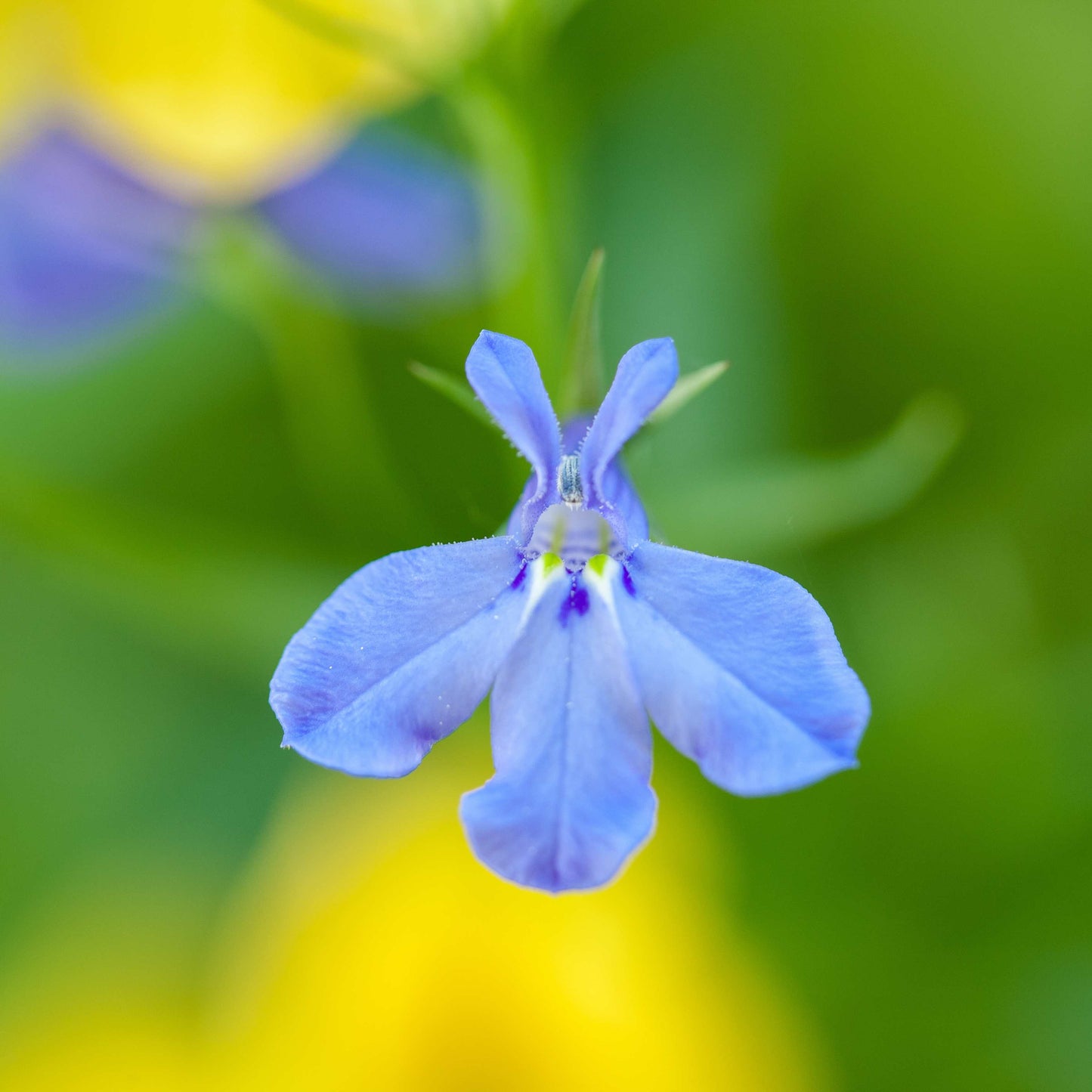 100Pcs Lobelia Seeds