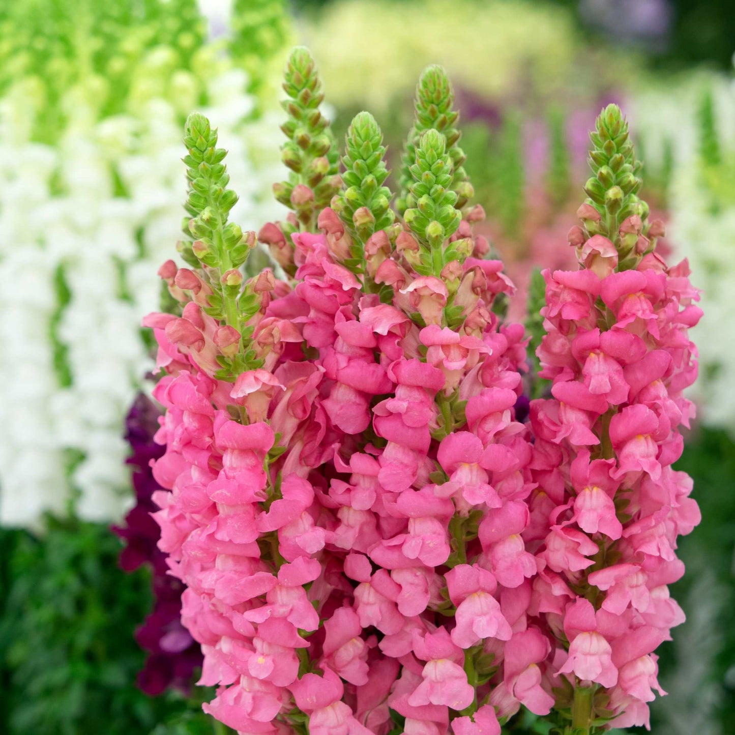 100Pcs Organic Snapdragon Flower Seeds Pack