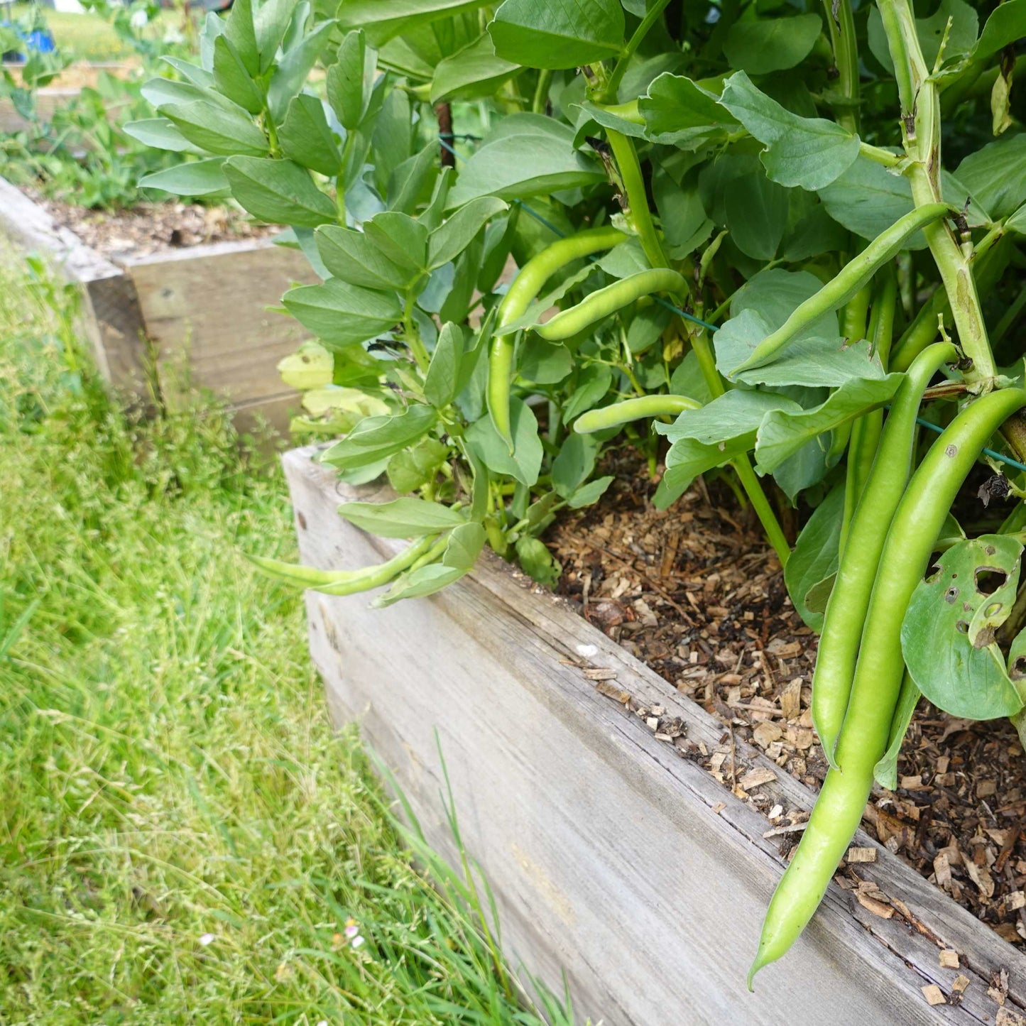 Organic Black Bean Seeds Pack