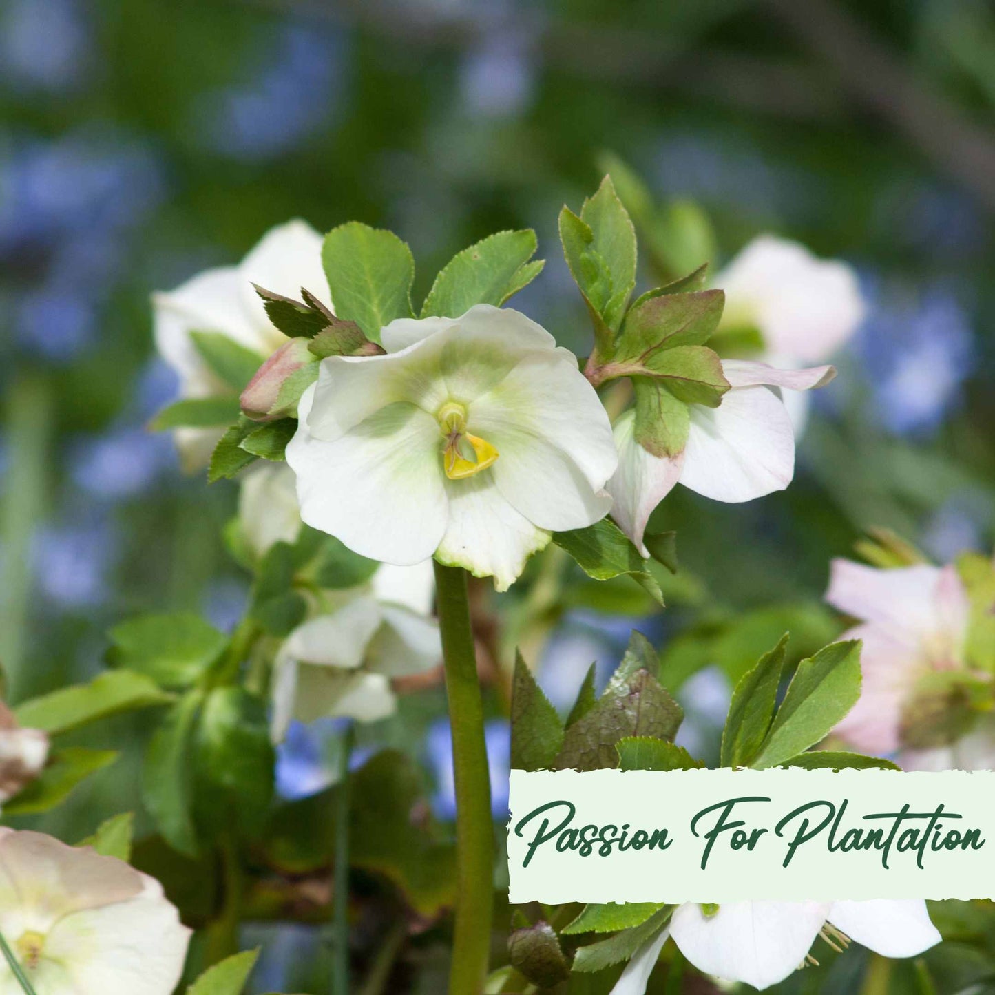 White Angel Christmas Rose (Helleborus Niger) Flower Seeds