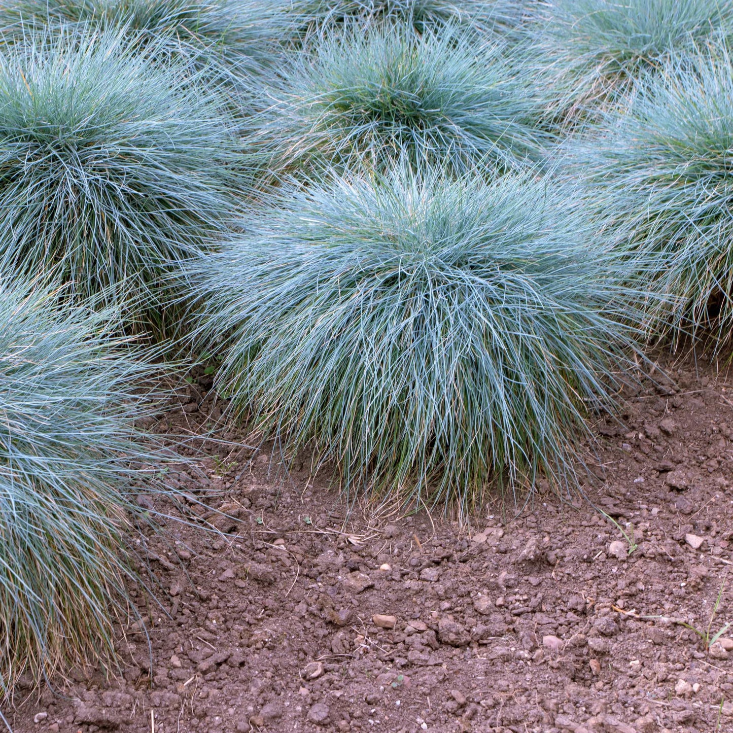 100Pcs Blue Fescue Grass Seeds