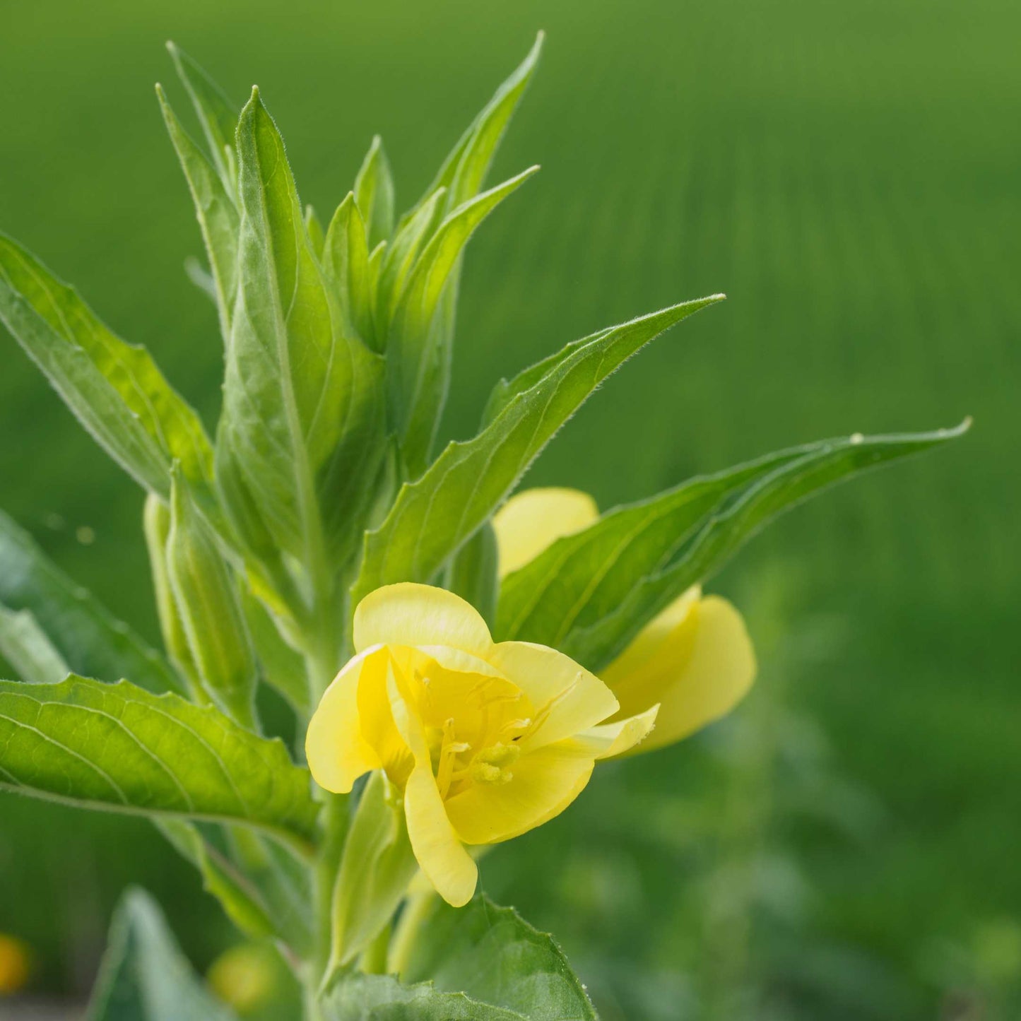 100Pcs Evening Primrose Flower Seeds Pack