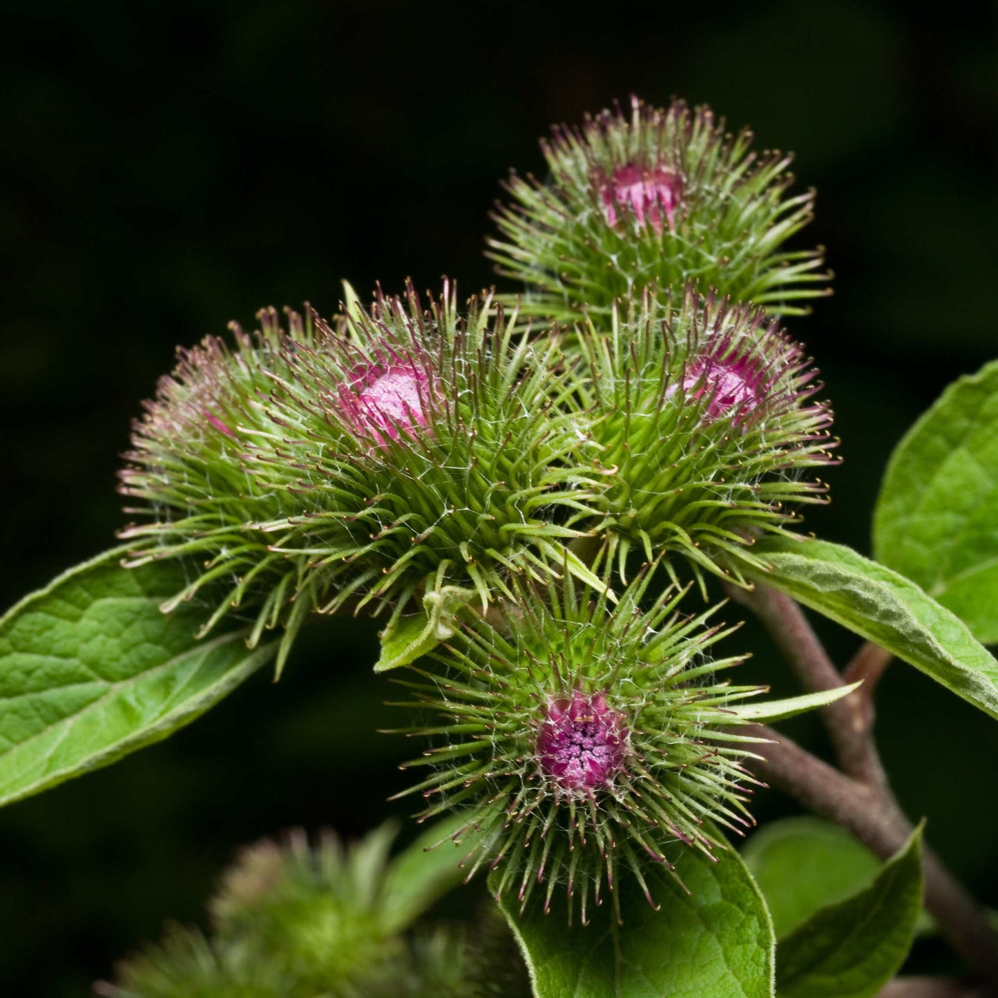 100Pcs Organic Burdock Seeds