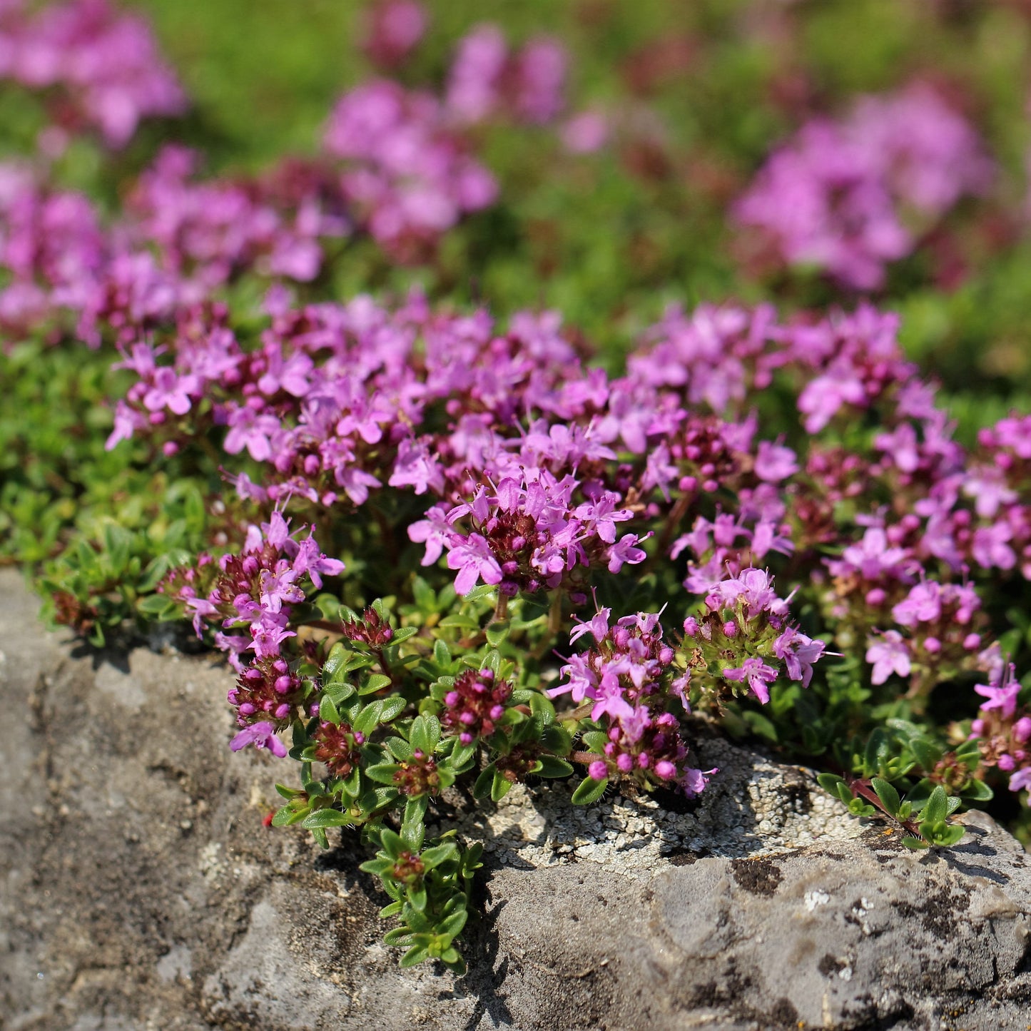 BULK 1,200 Creeping Thyme Magic Carpet Seeds (Thymus Serpyllum) Seeds