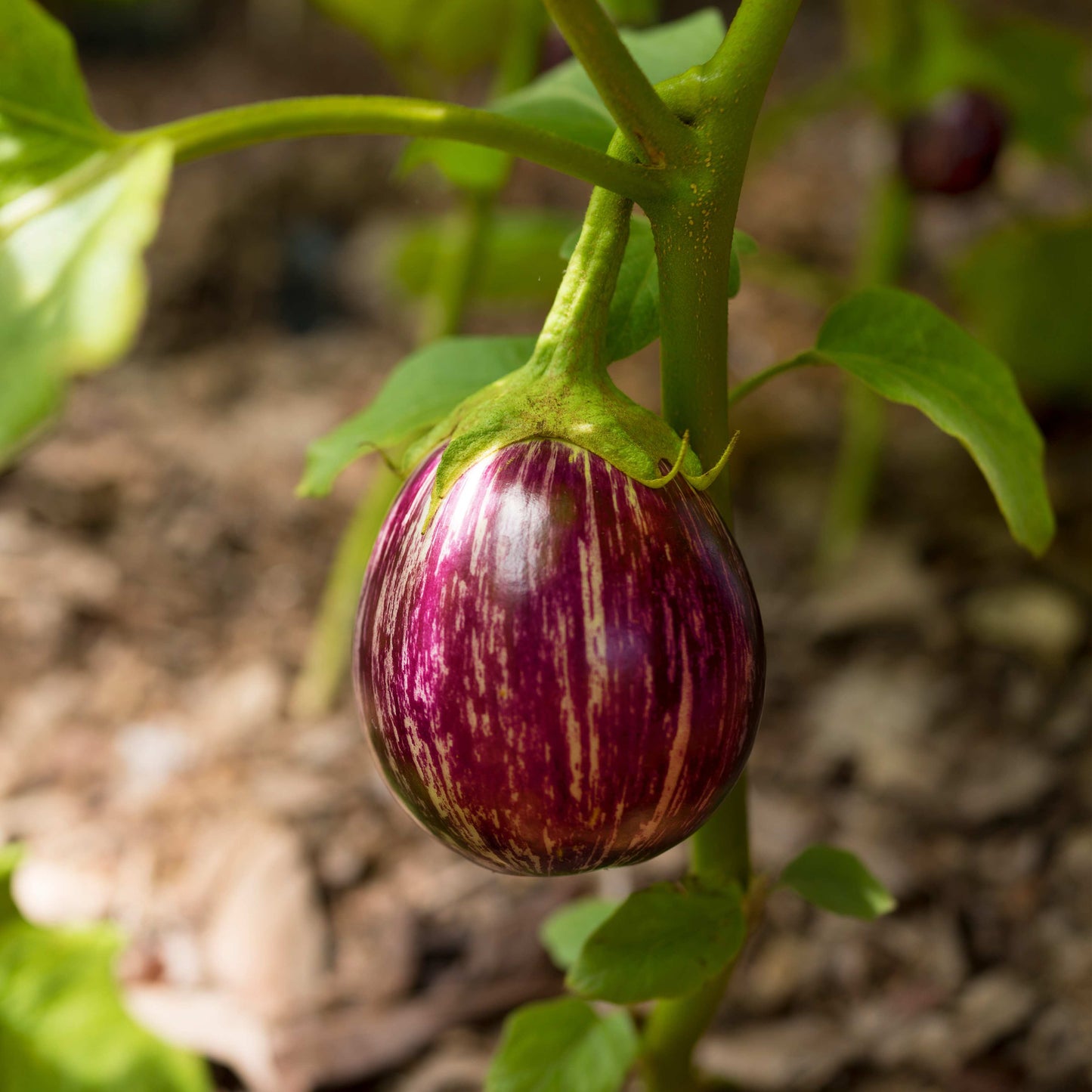 100Pcs Organic Eggplant (Solanum melongena) Seeds