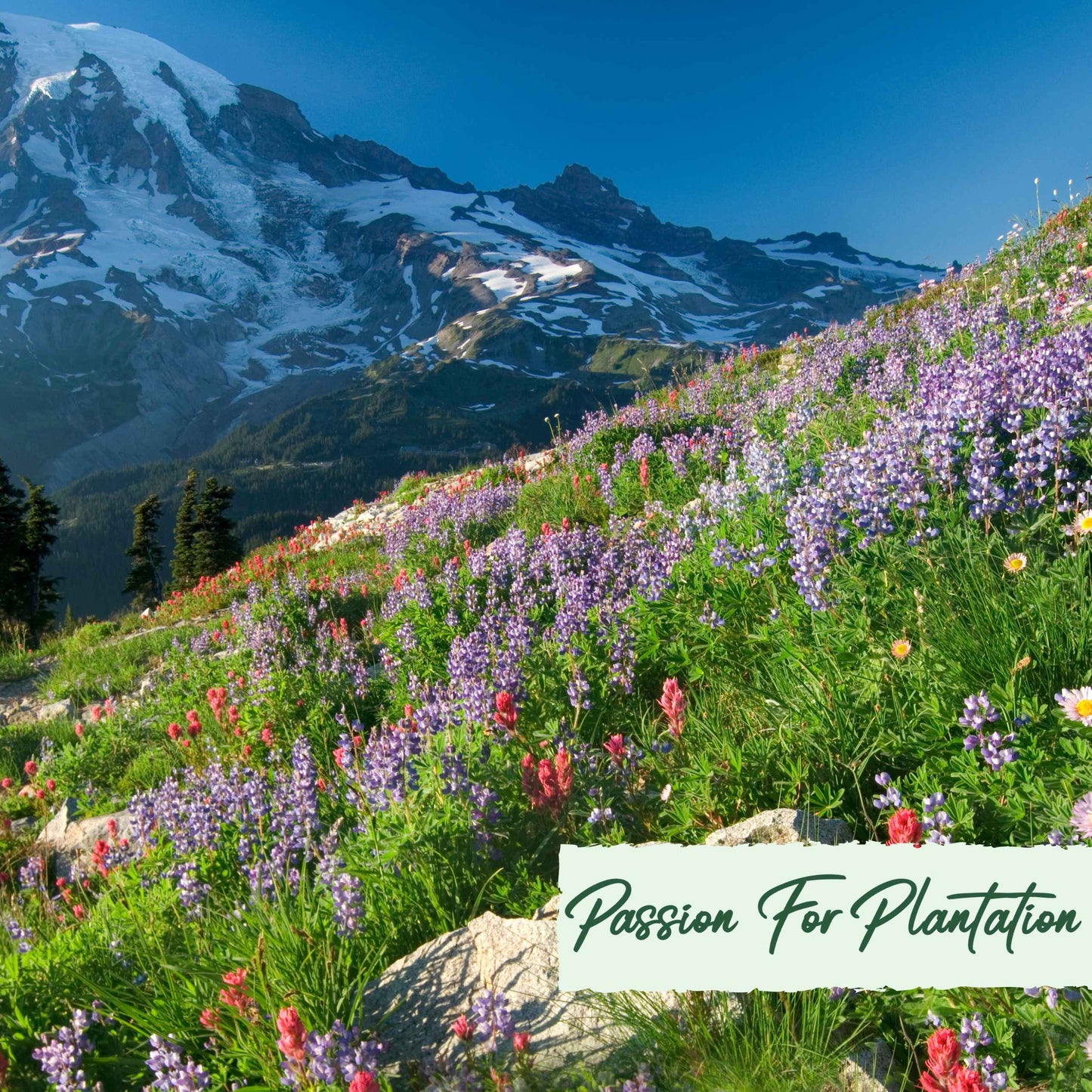 500Pcs Bulk Vibrant Fresh Wildflower Seeds Pack