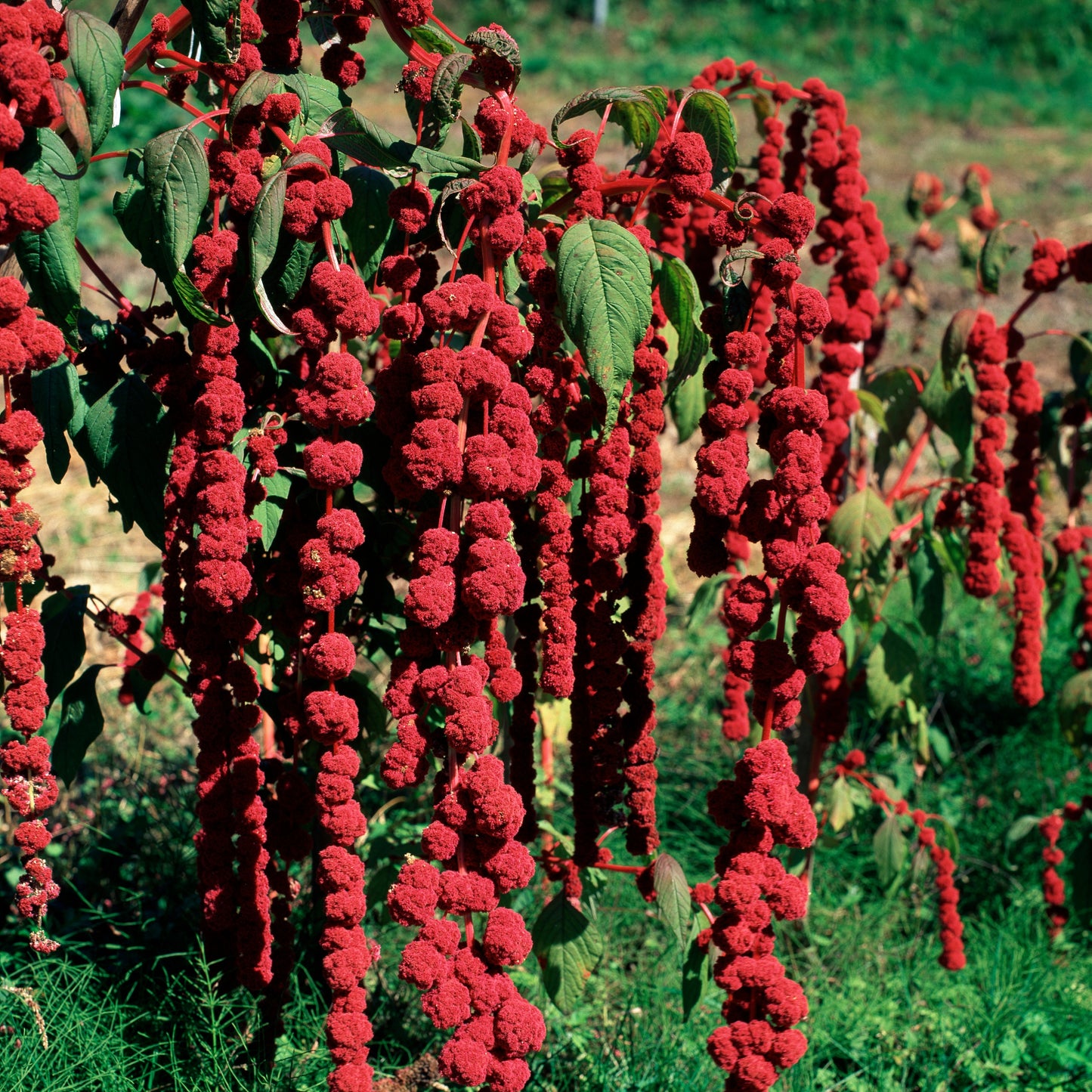 100Pcs Amaranth Plant Seeds