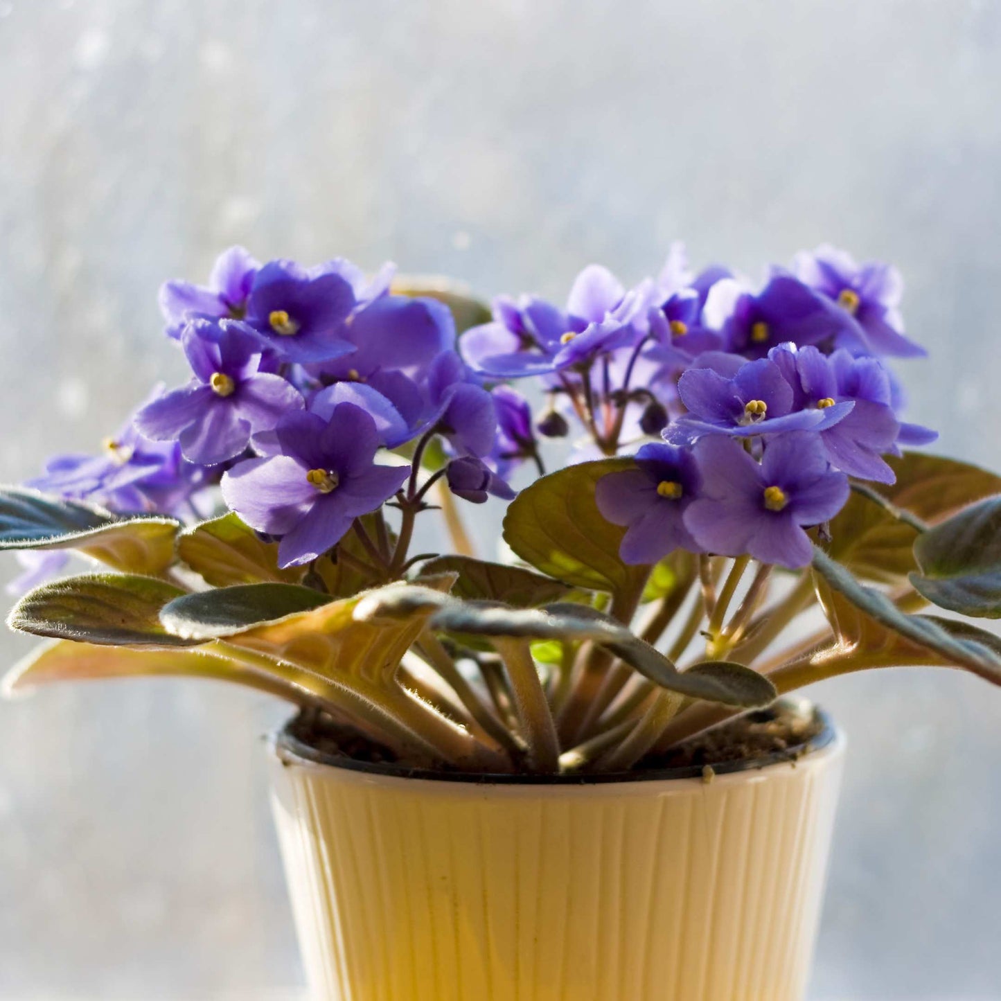 30Pcs Mix African Violet Seeds Pack