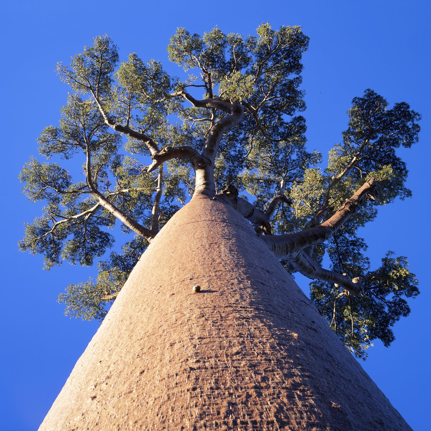 10 Seeds Baobab Tree Seeds (Adansonia Digitata)