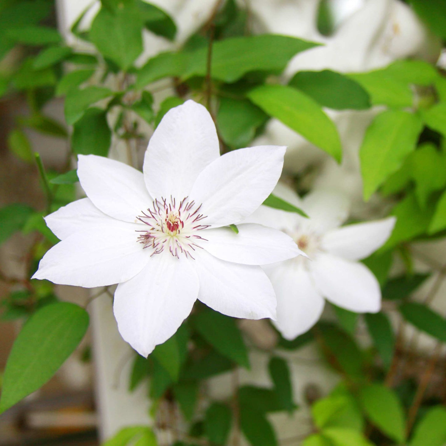 100Pcs Clematis Vine Flower Seeds